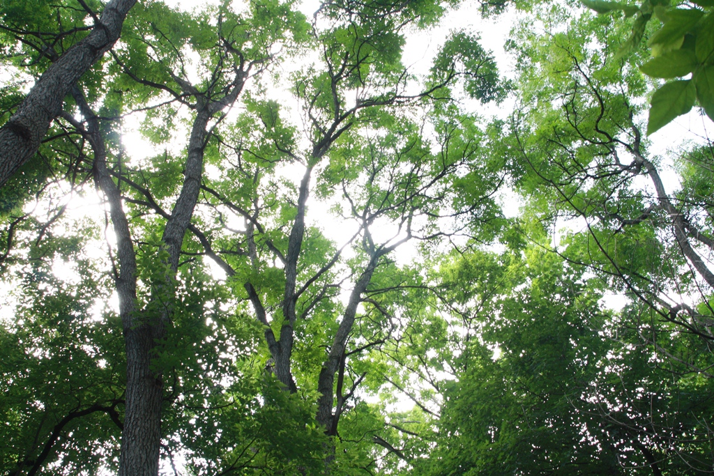 2011 Landmark Tree - Coffeetree Grove