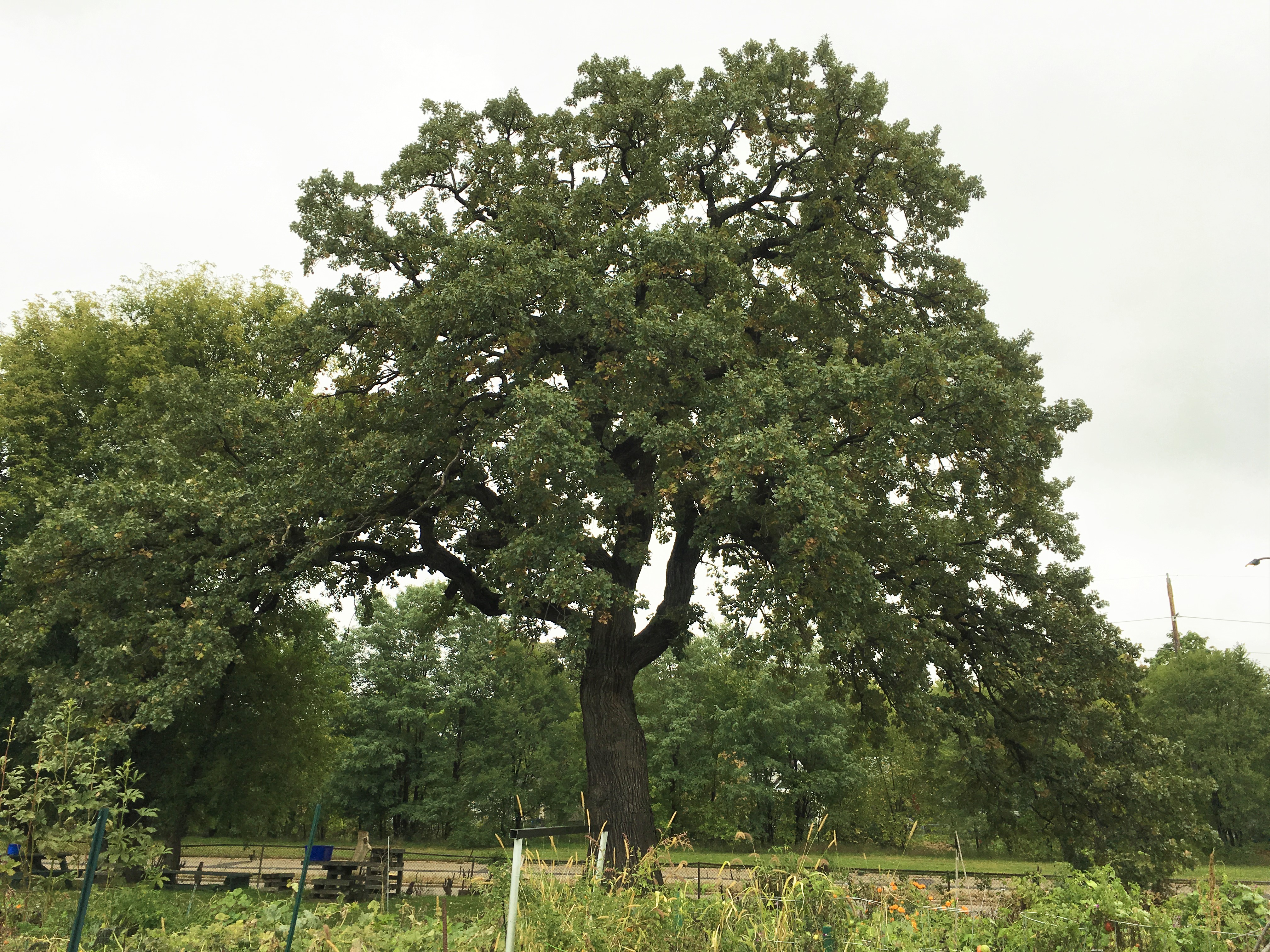 2012 Landmark Tree - Bur Oak