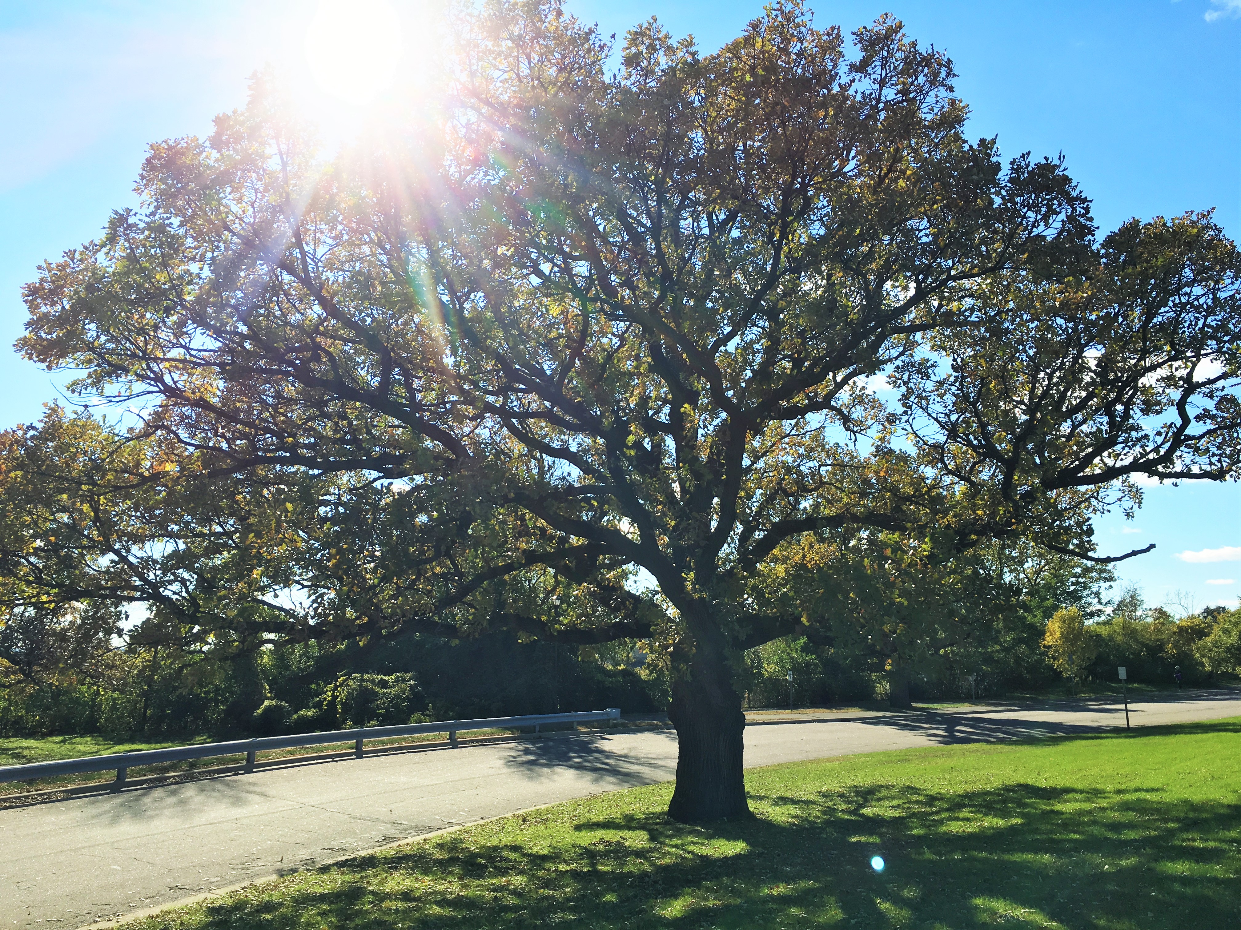 2013 Landmark Tree - Bur Oak