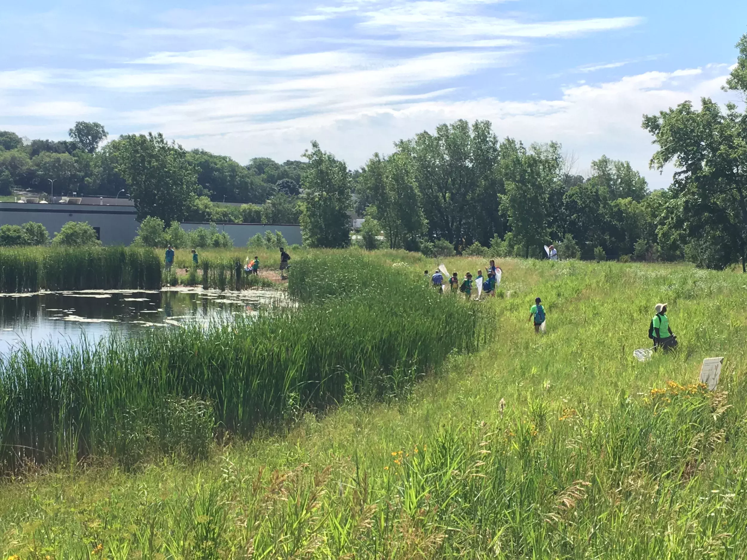 Several people walk through a prairie beside a pond surrounded by cattails 
