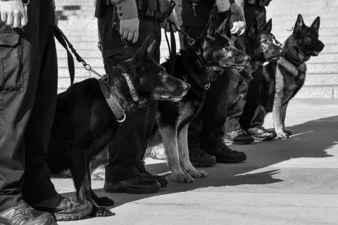 Photo of SPPD Canines