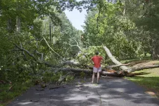 downed tree across road