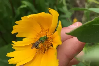Green metallic bee on yellow flower