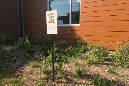 Pollination Station sign in recently planted garden at Palace Rec Center
