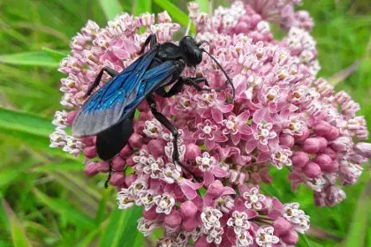 Large blue wasp on bunch of pink flowers