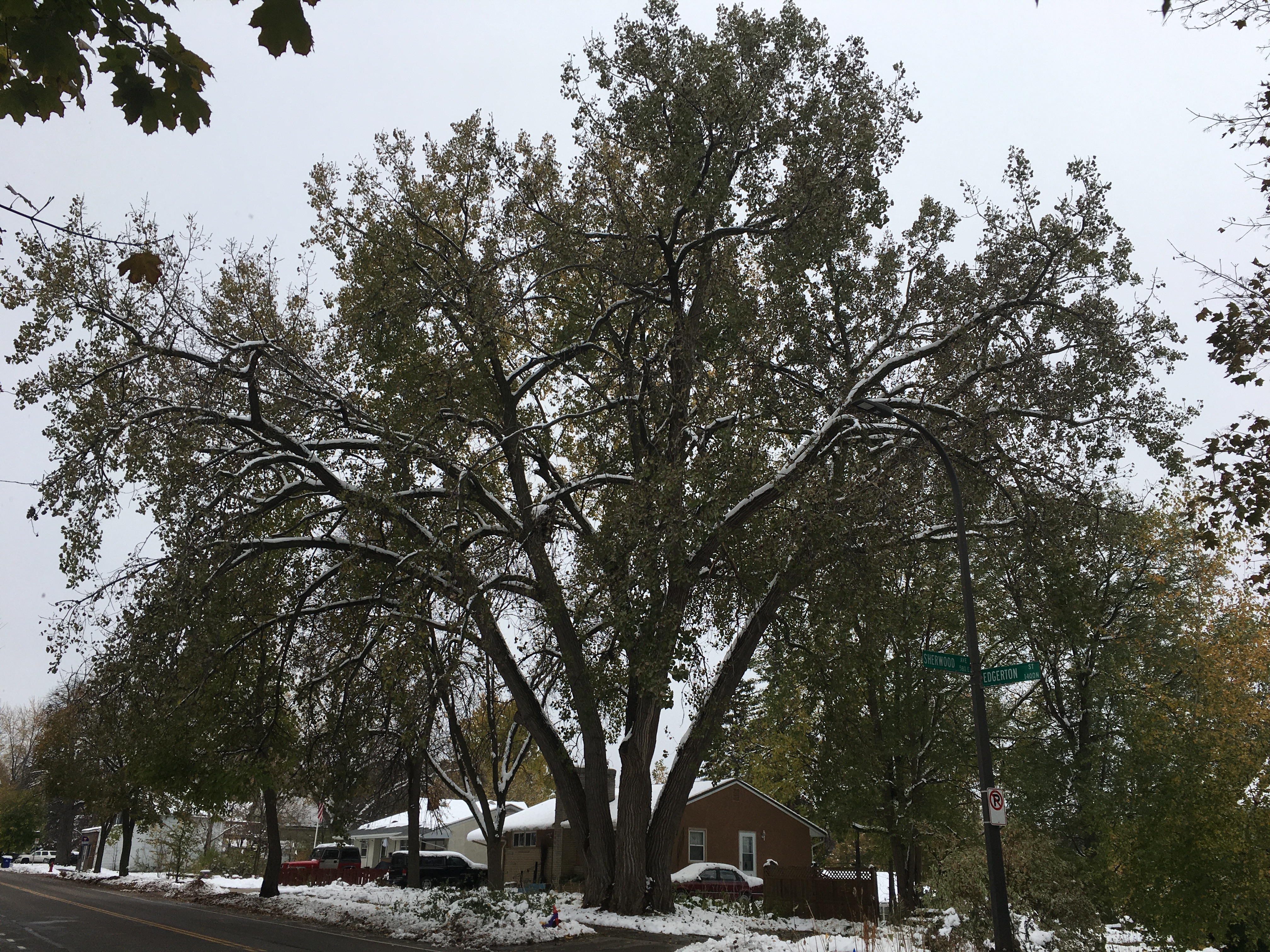 Landmark Tree 2020 - Eastern Cottonwood