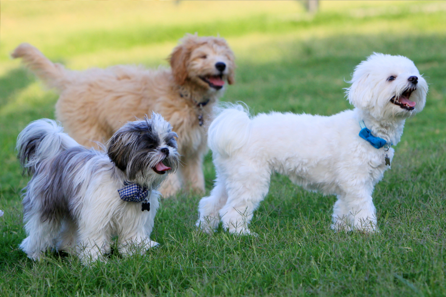 Dogs