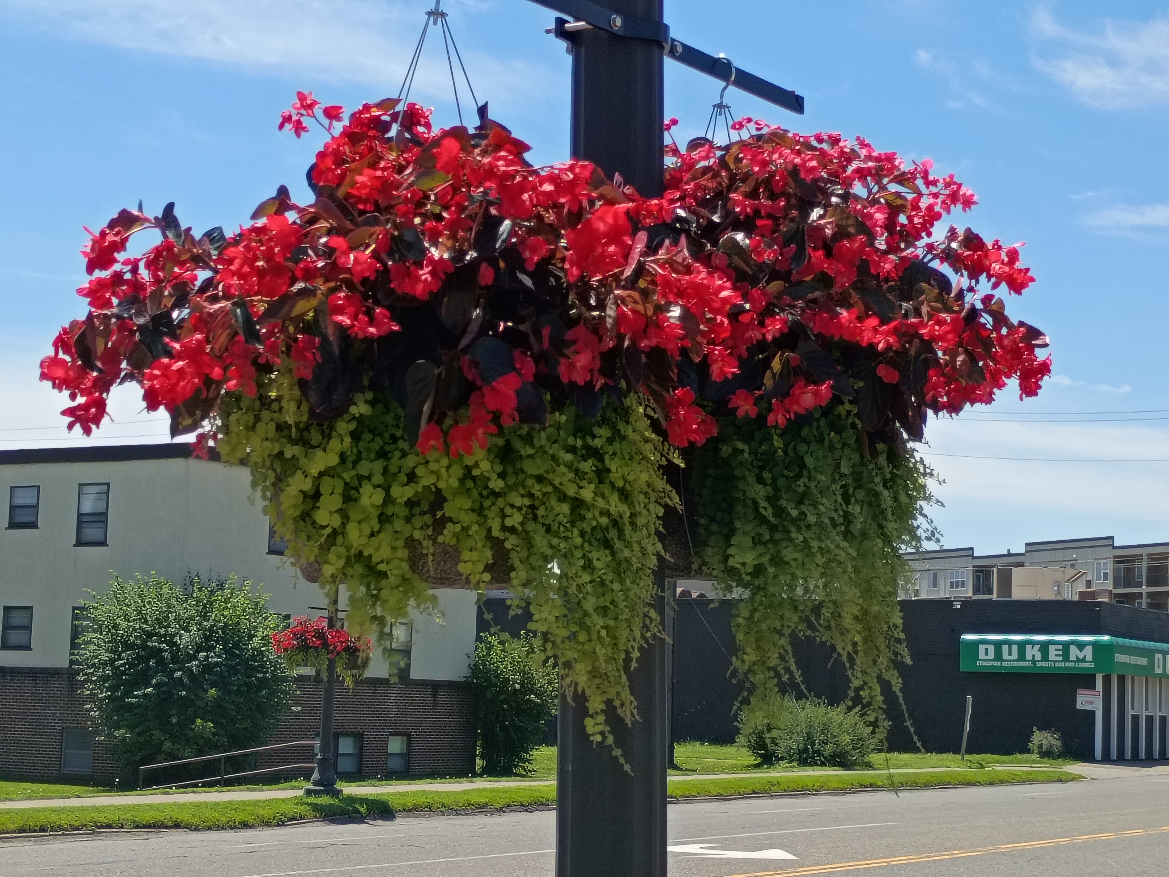 A hanging basket of red begonias on a streetlight pole, part of the Blooming Saint Paul program.