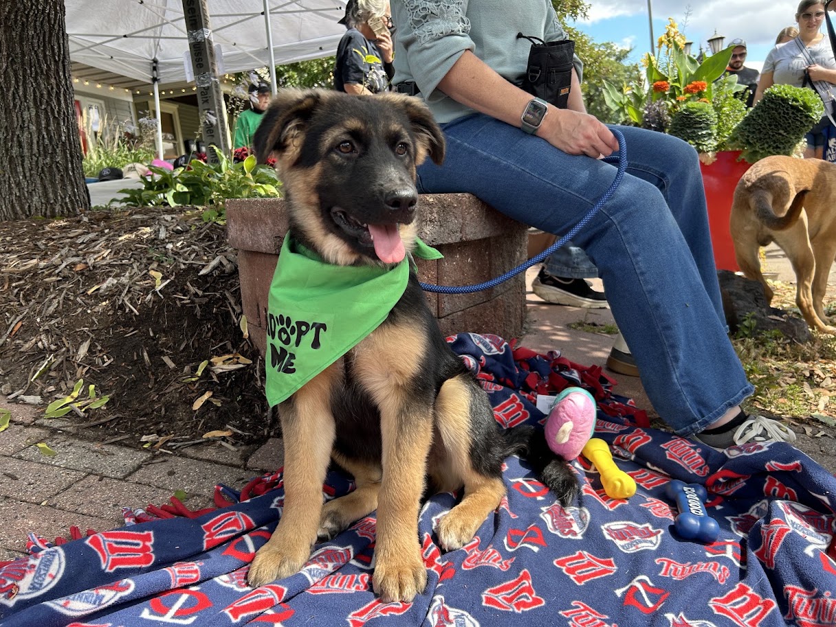 A German shepherd puppy in a green "Adopt Me" bandana sits on a Minnesota Twins blanket at a Paws on Grand adoption event.