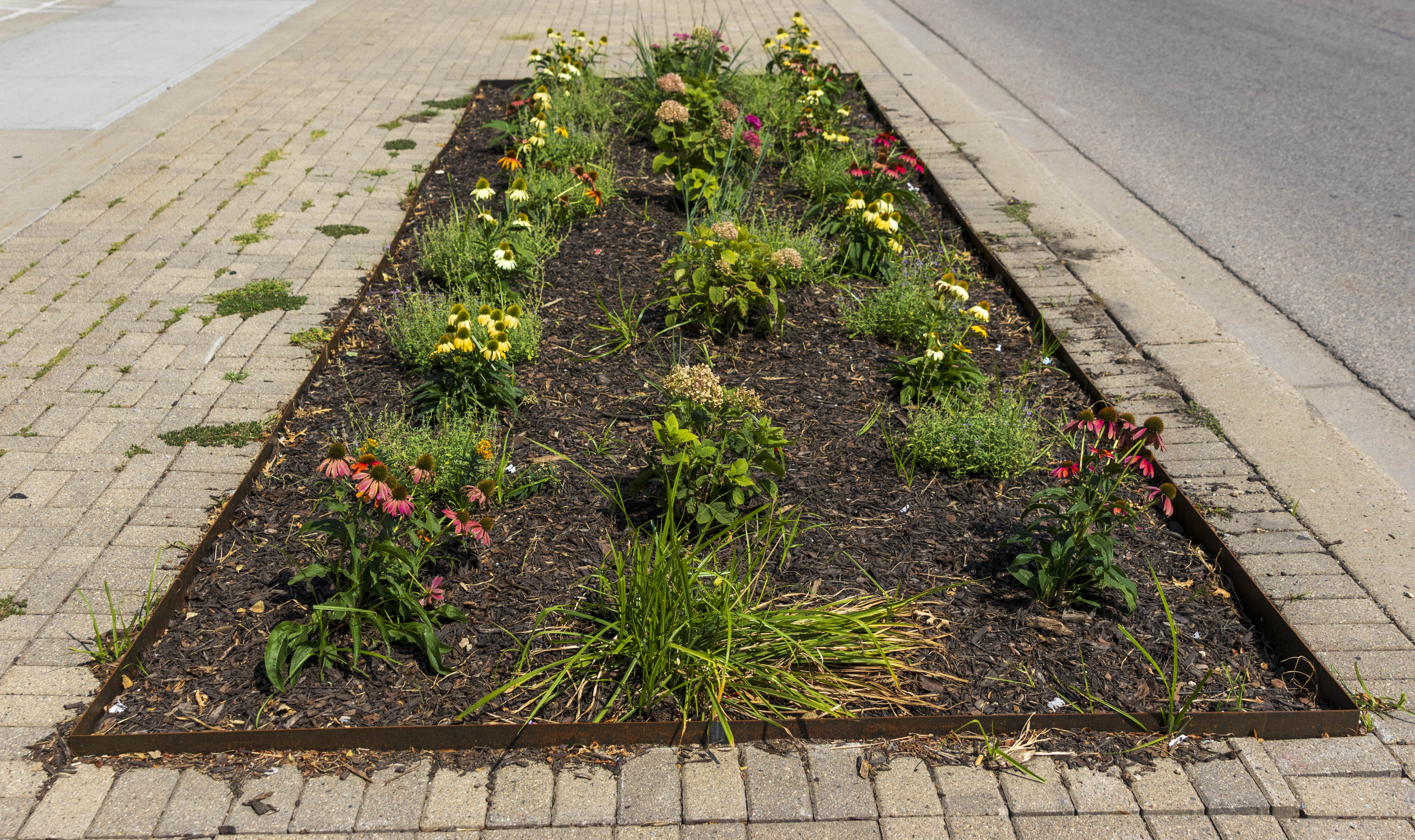 A rectangular streetside planting bed of coneflowers, hydrangeas and grasses edged with rust-colored steel, between a brick paver sidewalk and the street.