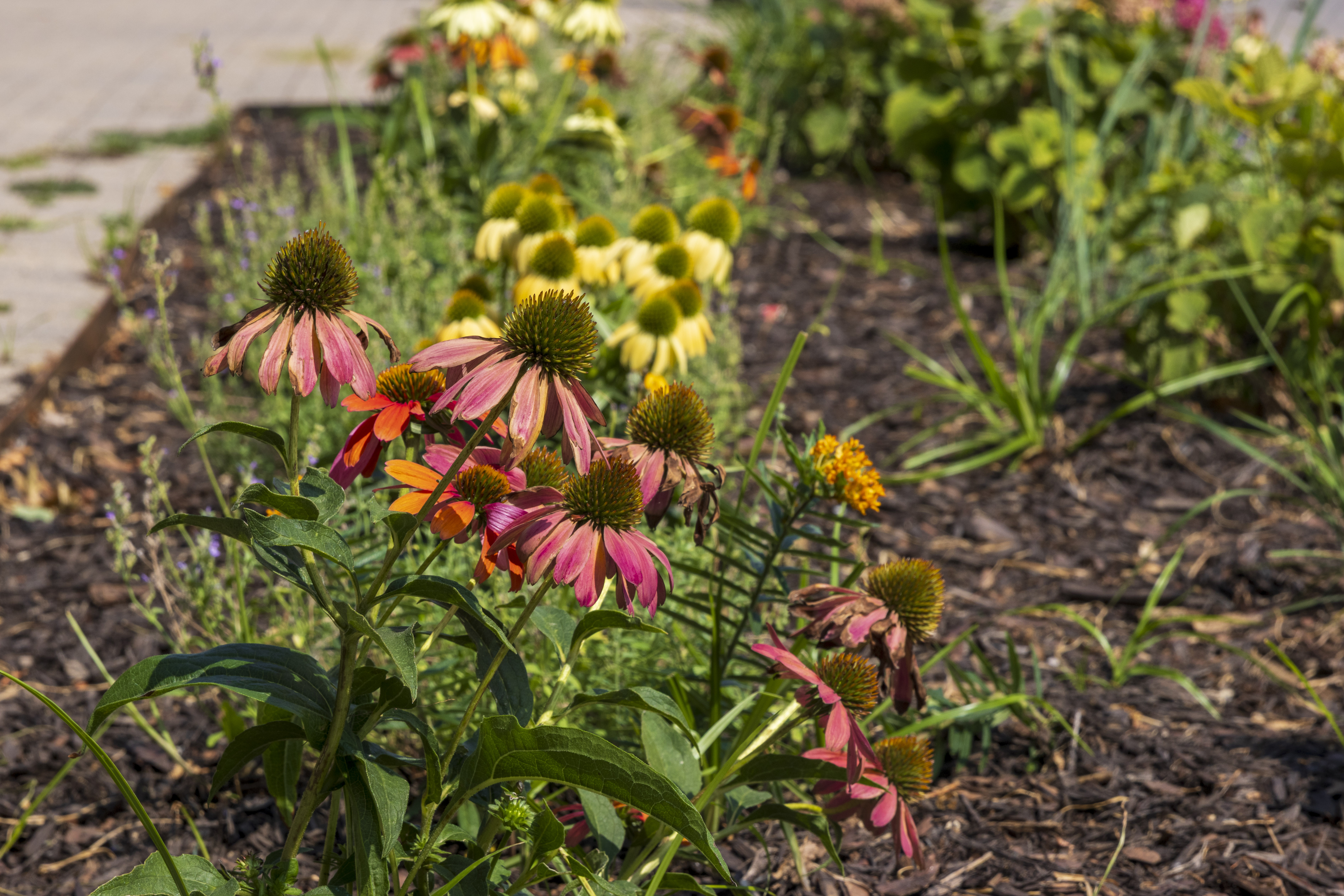 A pollinator planting bed of pink, orange and yellow coneflowers alongside a brick paver walkway.