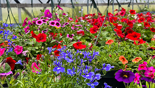 Rows of hanging baskets of red, pink, purple and orange petunias and calibrachoa with blue lobelia inside a hoop-house greenhouse.