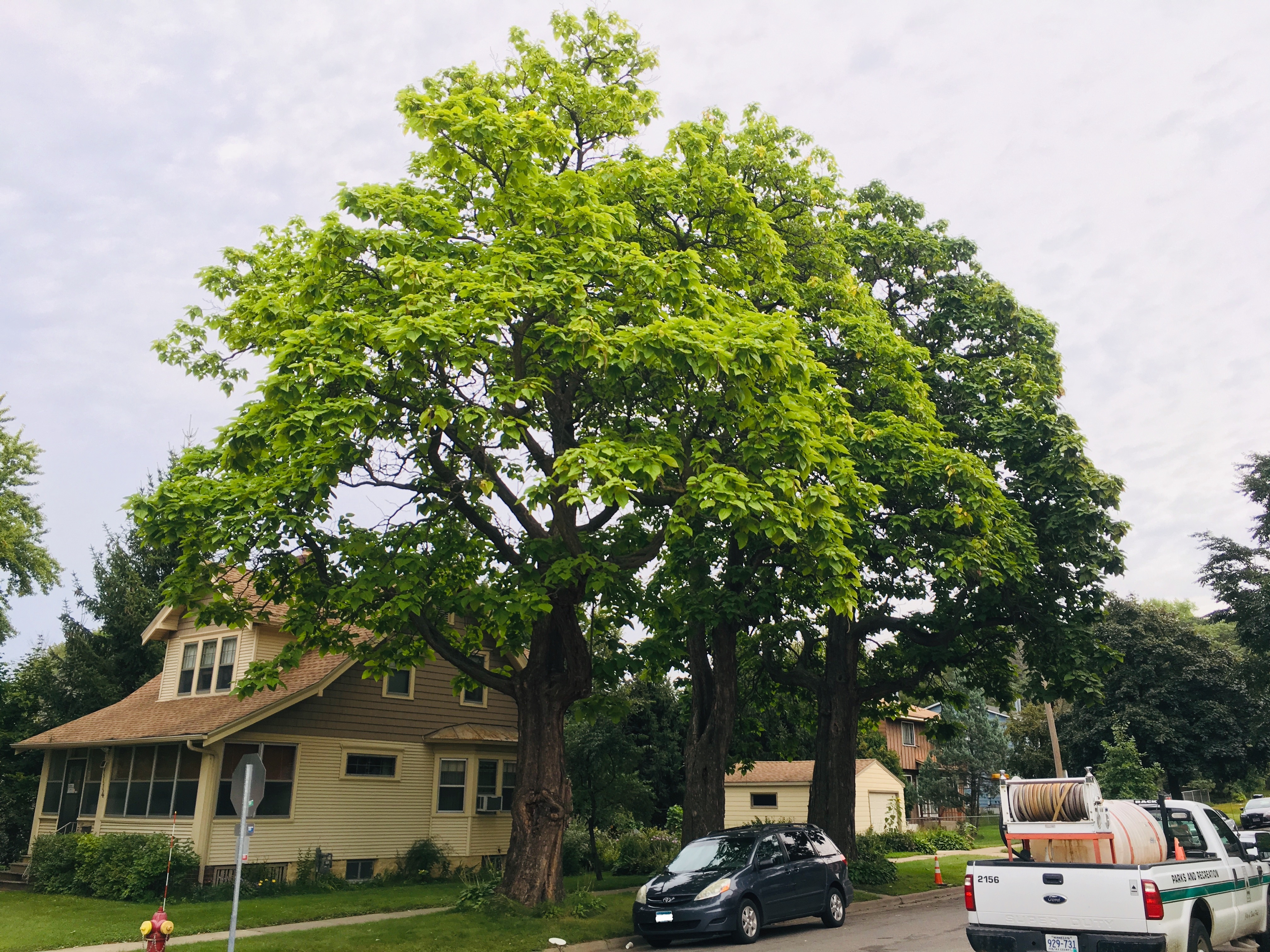 Northern Catalpa - Landmark Tree Winner 2019