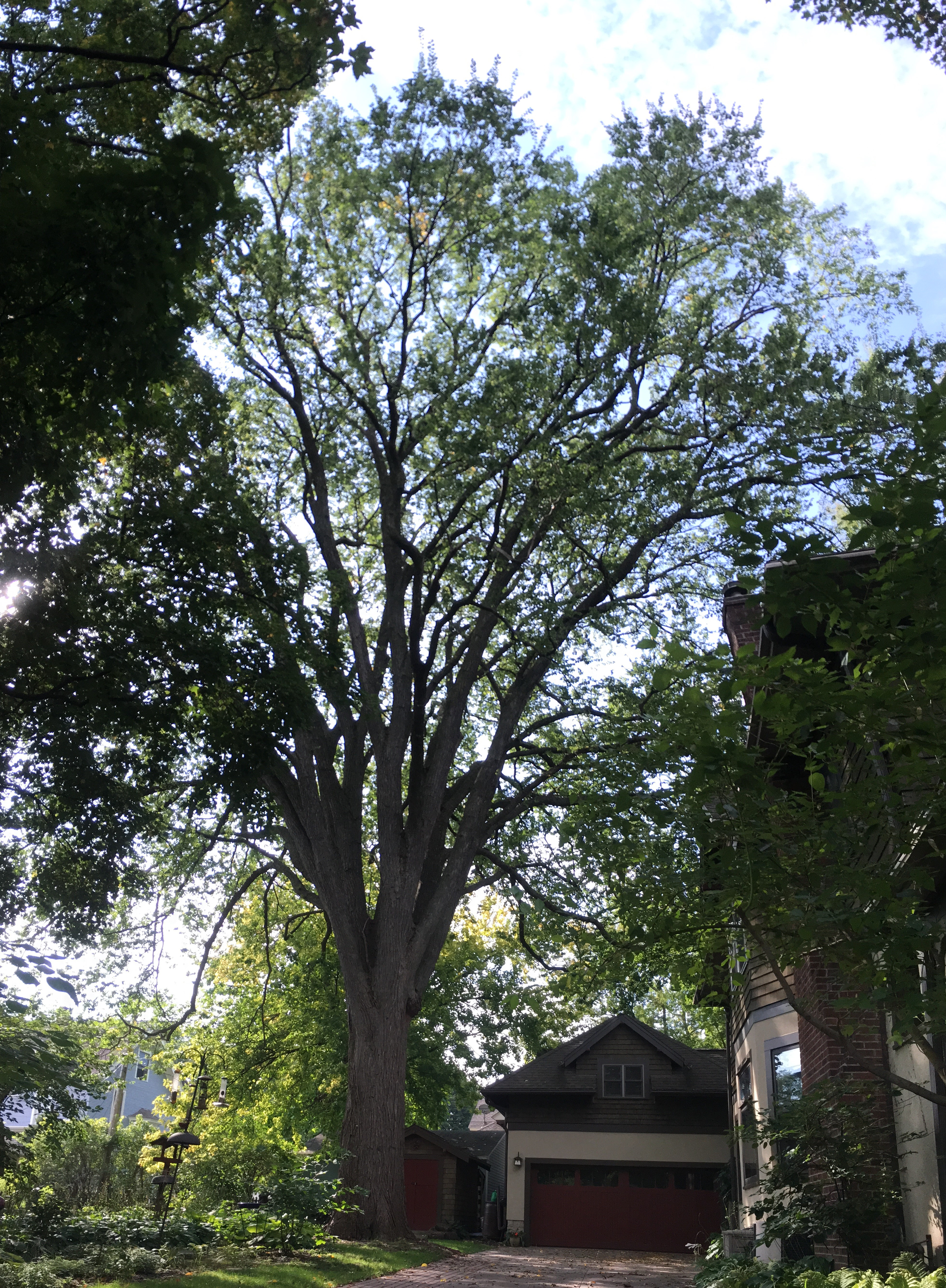 American Elm - Landmark Tree Winner 2019