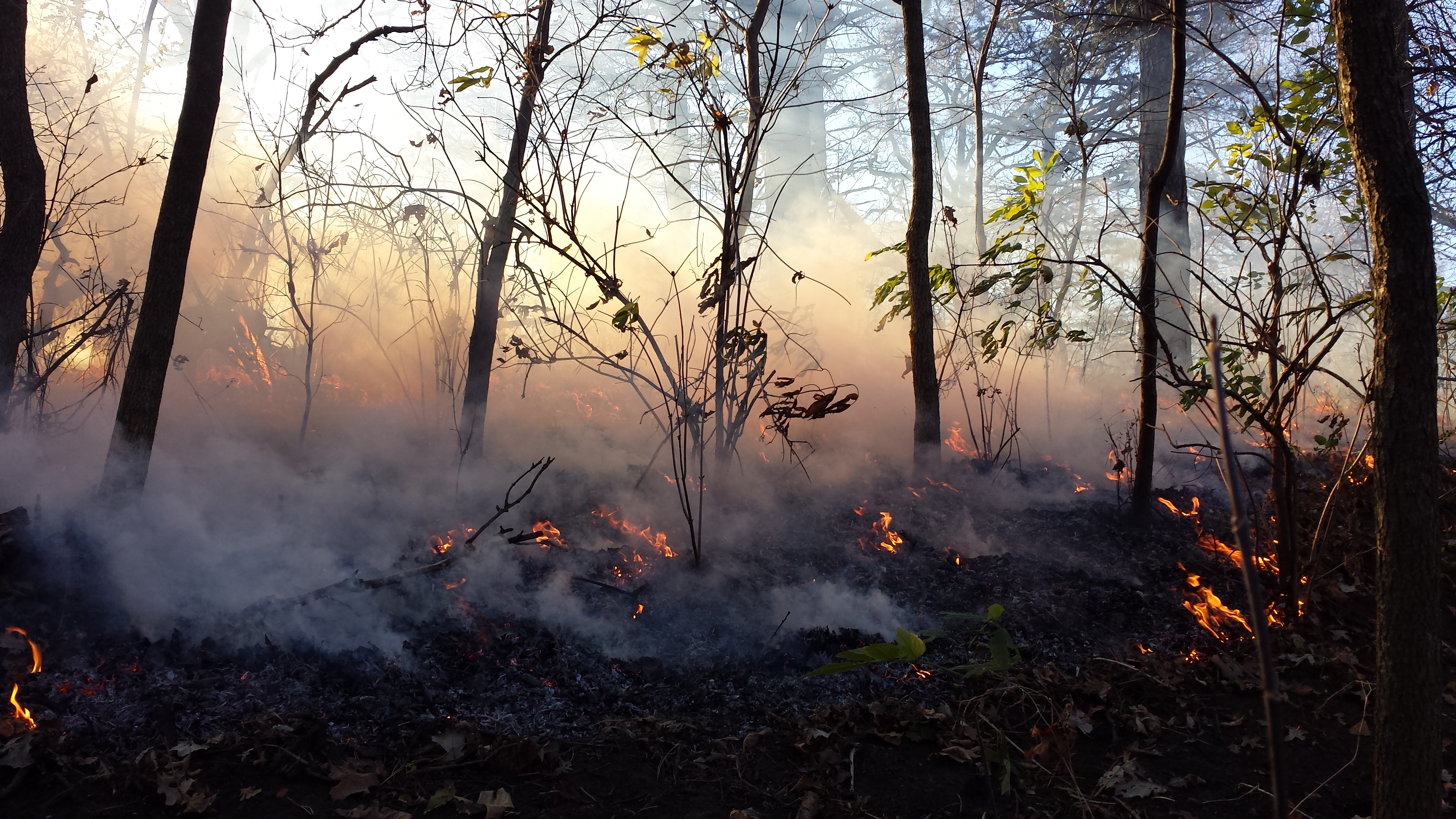 Prescribed Burn