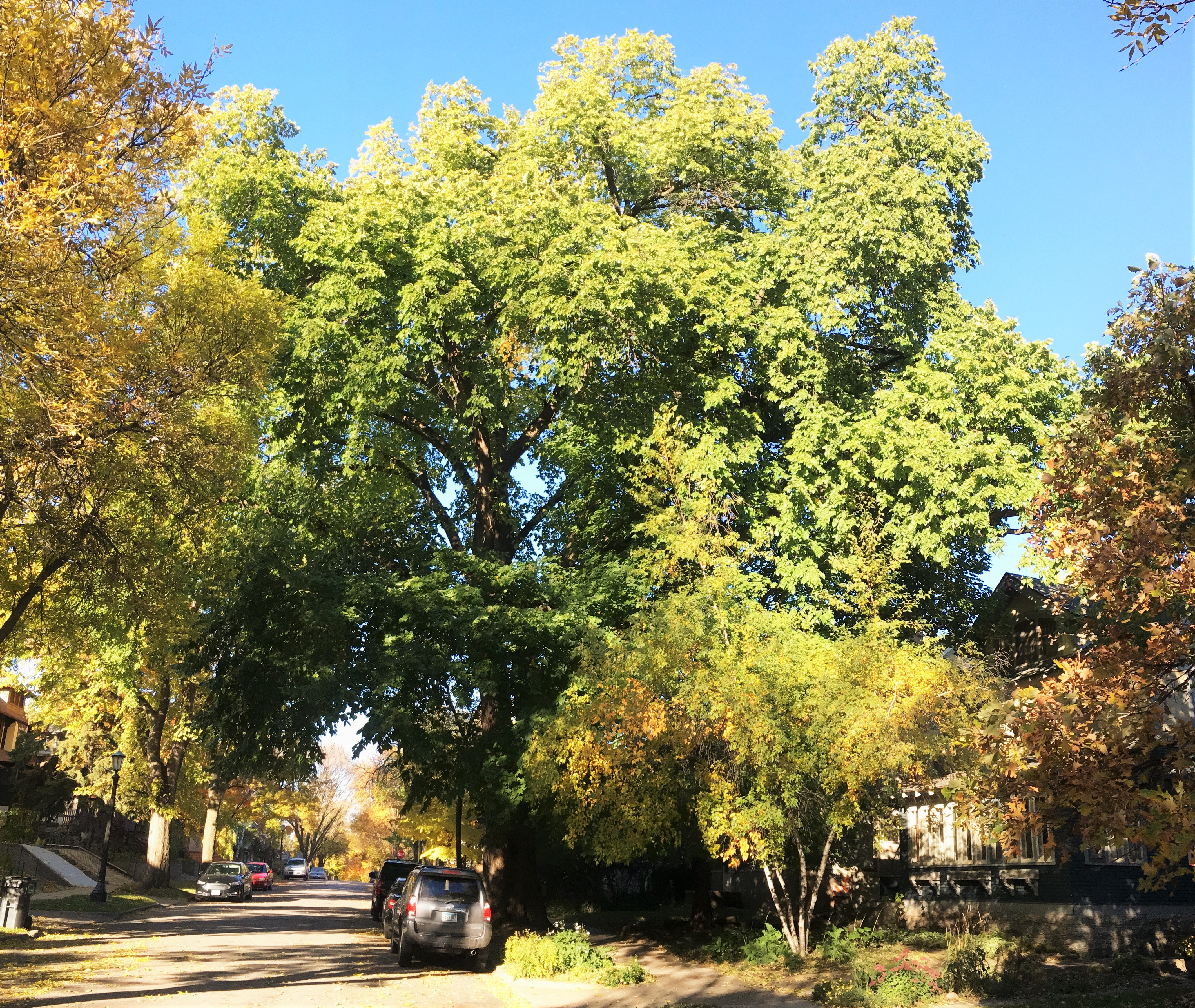 2018 Landmark Tree - 1201 Hague Ave - American Elm