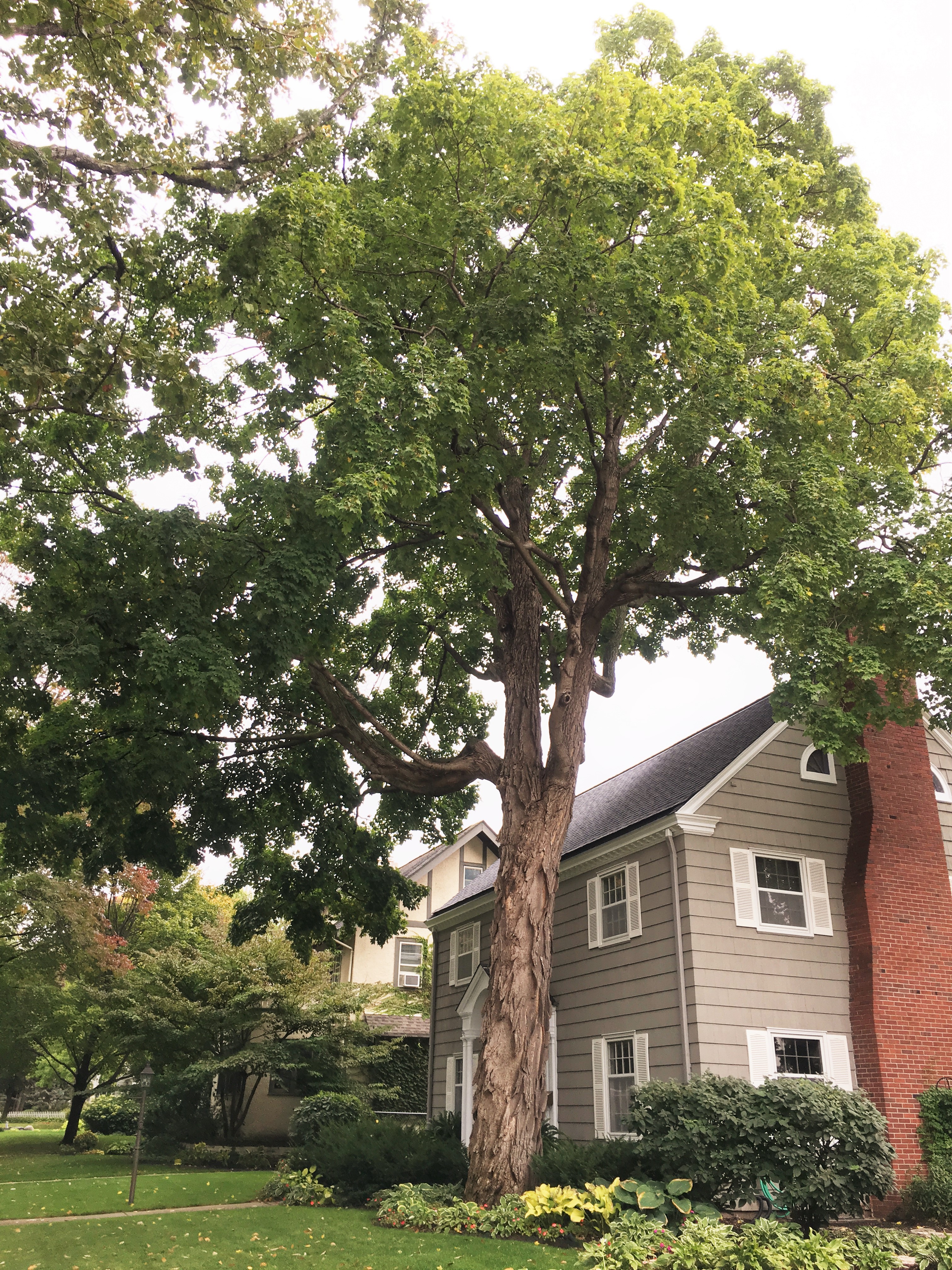 2018 Landmark Tree - 2200 Fairmount Ave - Sugar Maple