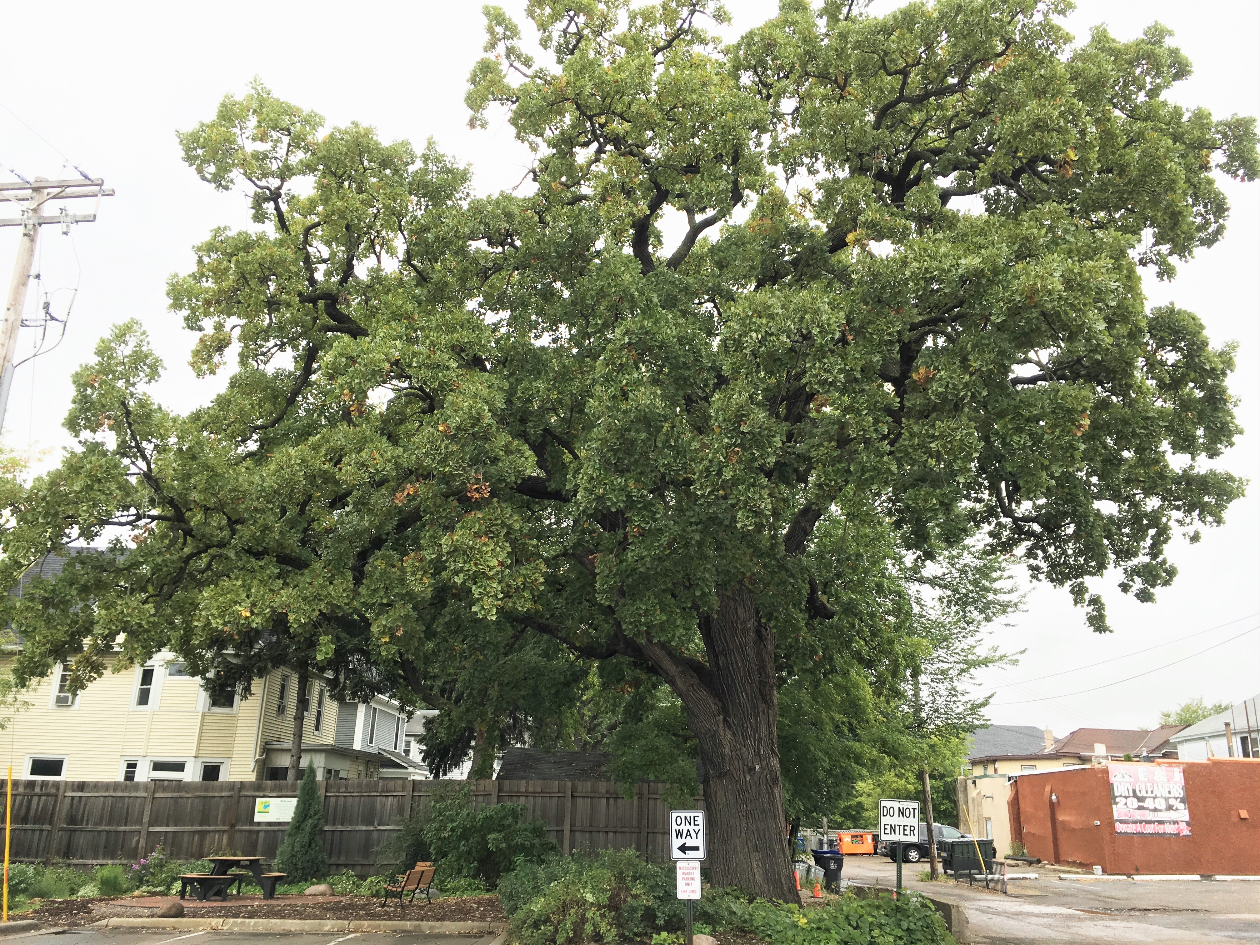 2018 Landmark Tree - 622 Selby Ave - Bur Oak