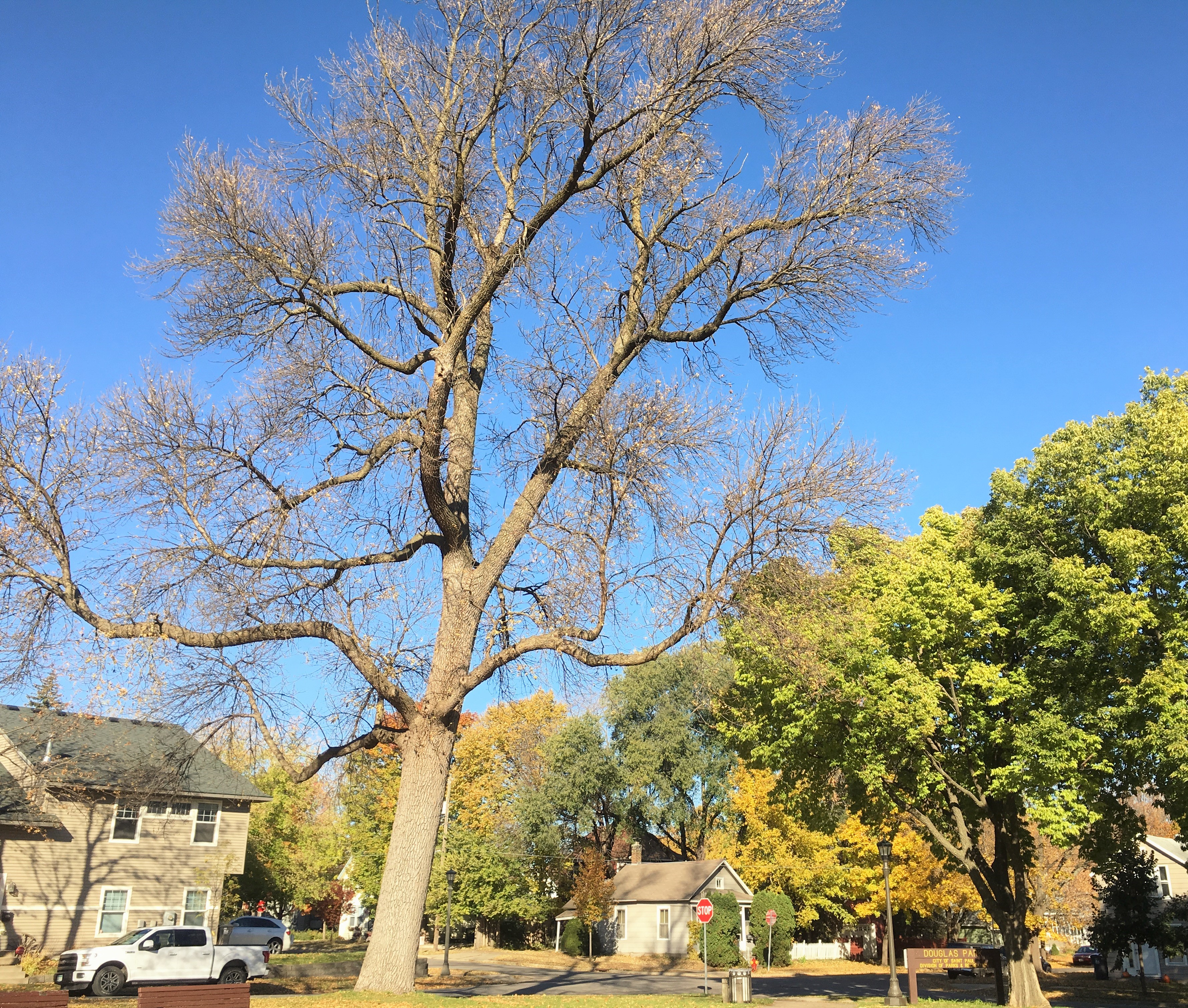 2018 Landmark Tree - Douglas Park - Green Ash