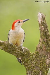 Red-bellied woodpecker