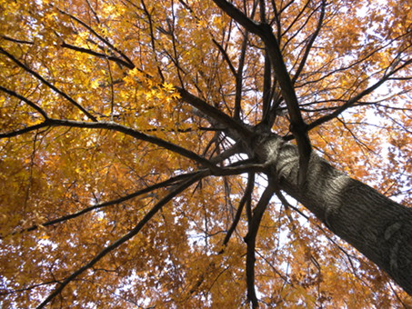 Picture of an Oak tree canopy in the fall