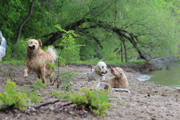 Photo of dogs at Meeker Island Dog Park