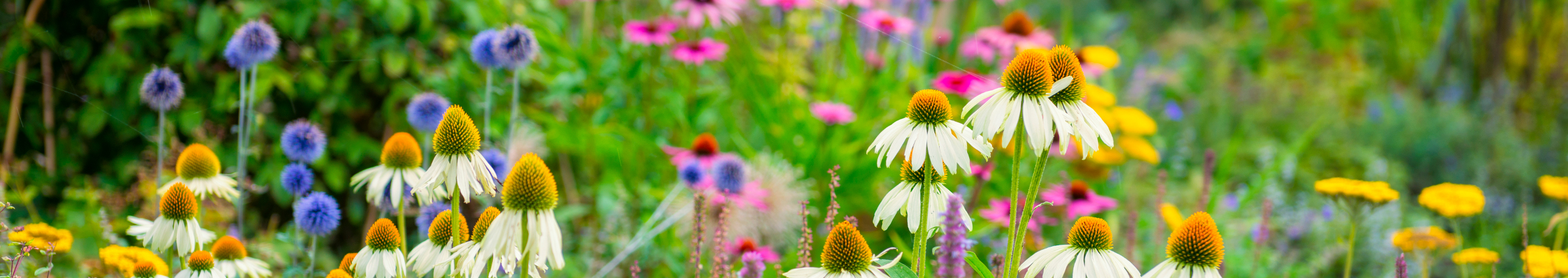 Summer flowers in a field