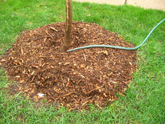 Mulch covers the roots of a tree being watered