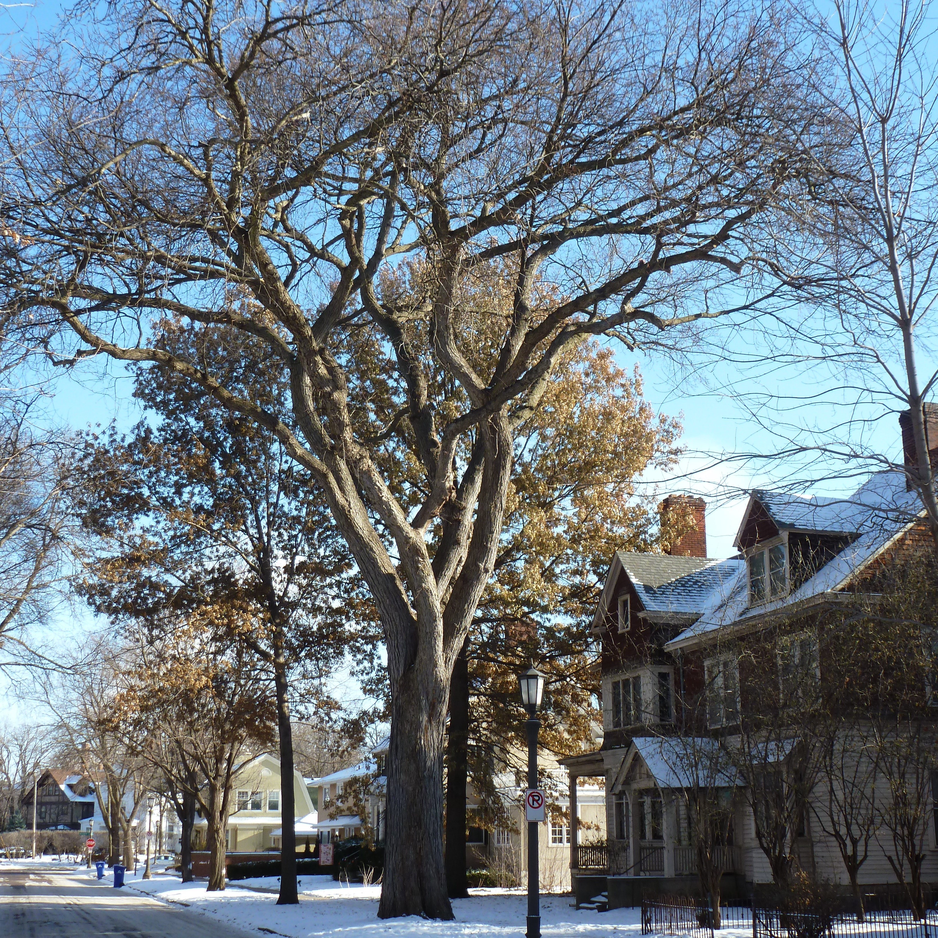 2017 Landmark Tree - American Elm