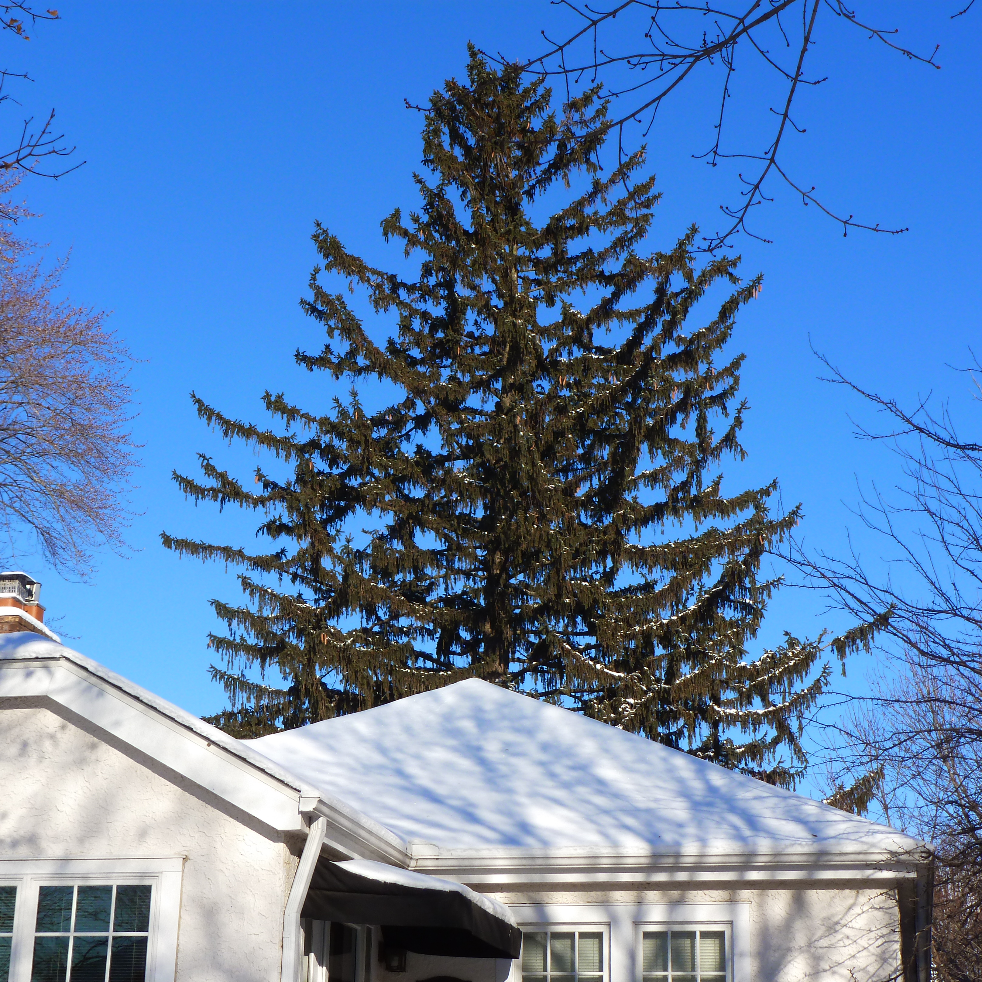 2017 Landmark Tree - Norway Spruce