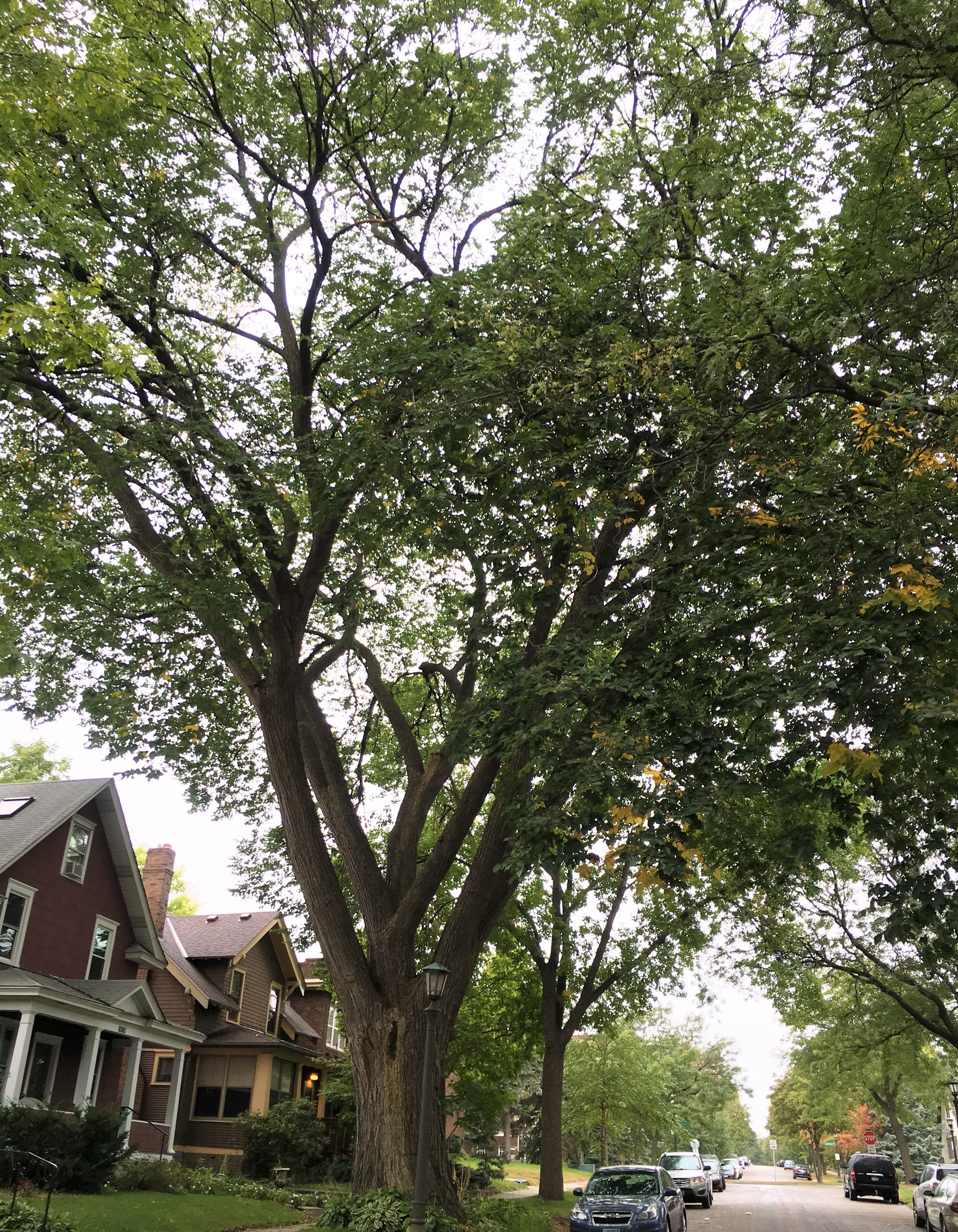 2010 Landmark Tree - American Elm