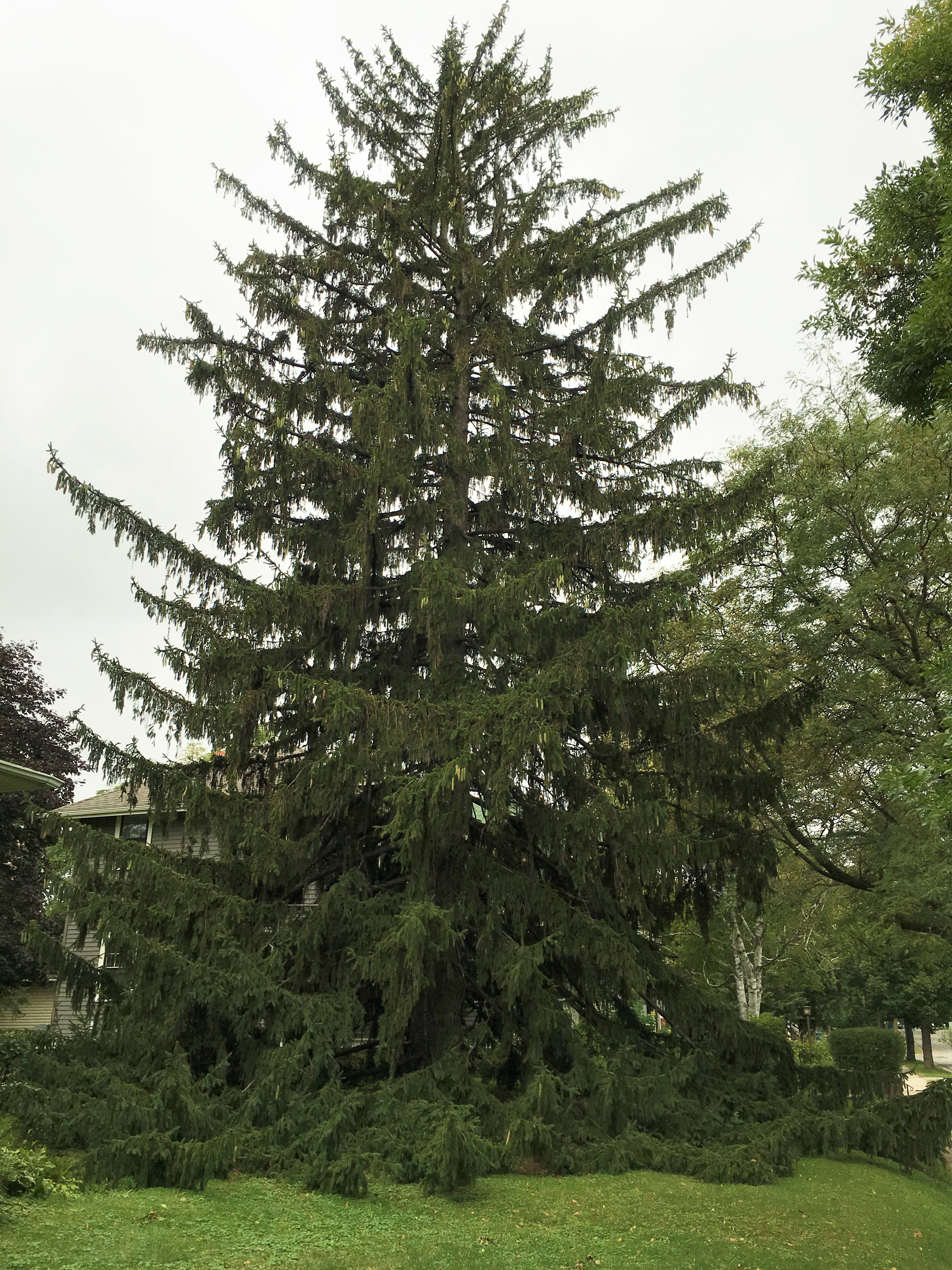 2010 Landmark Tree - Norway Spruce