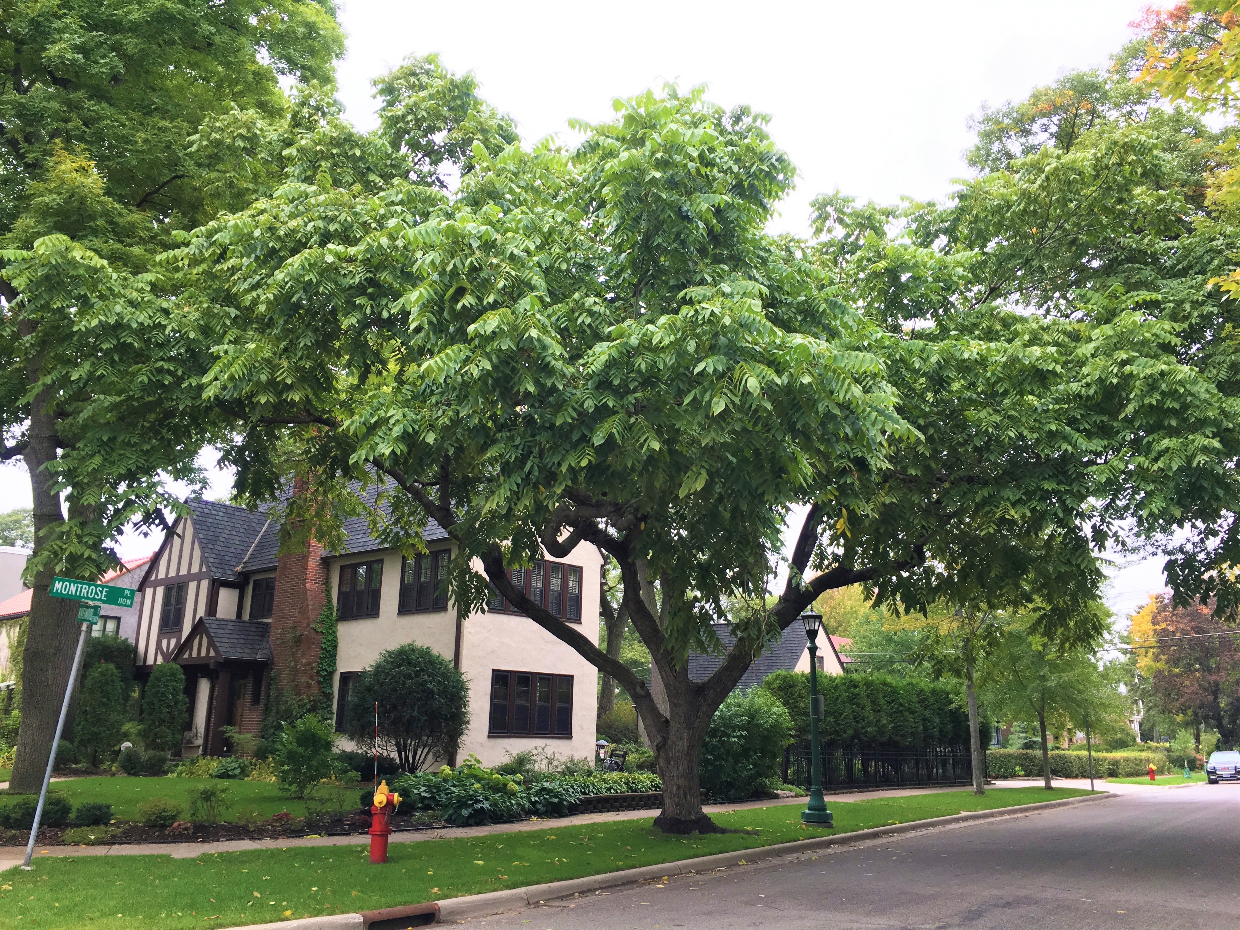 2010 Landmark Tree - Butternut