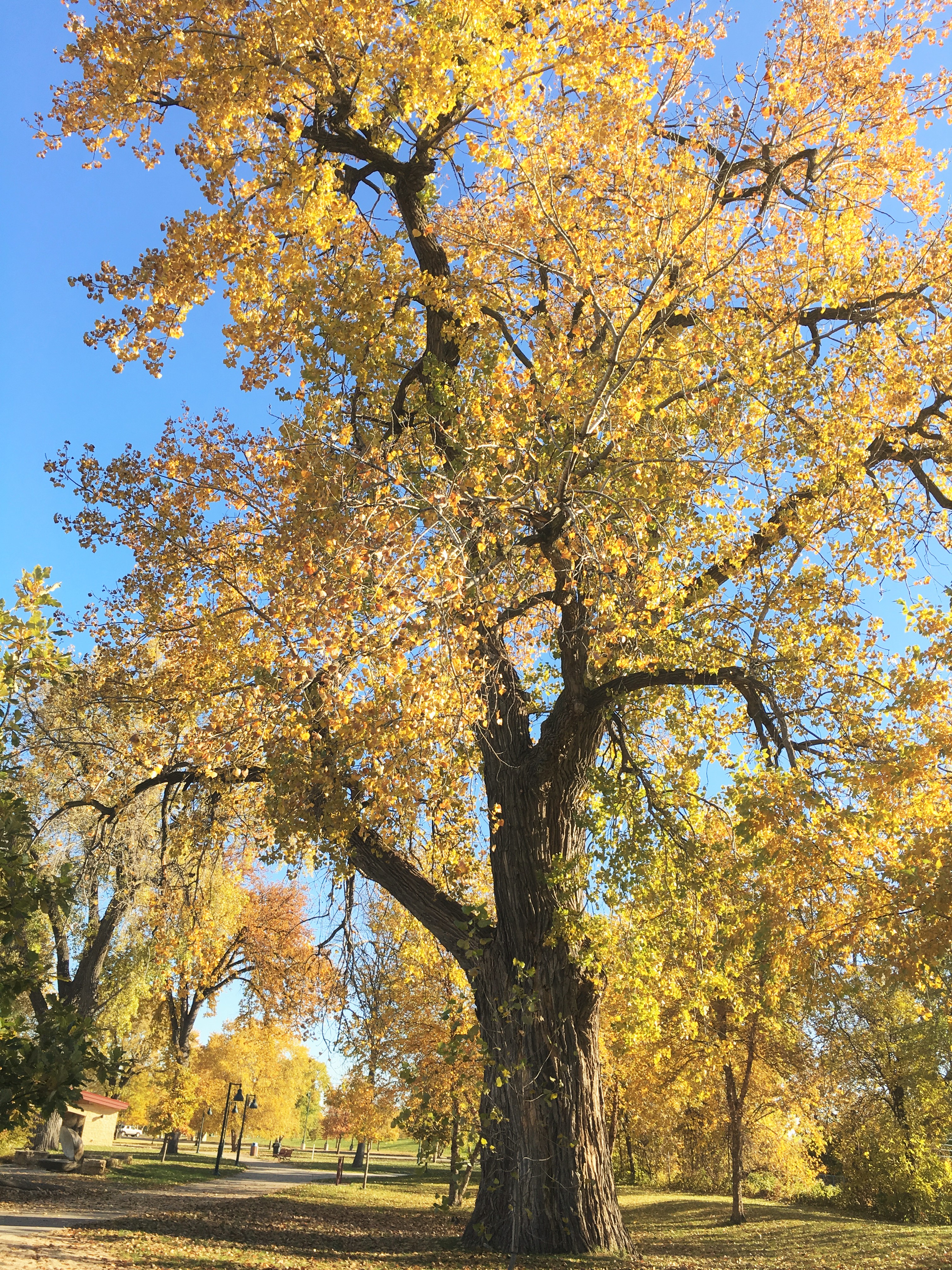 2010 Landmark Tree - Cottonwood