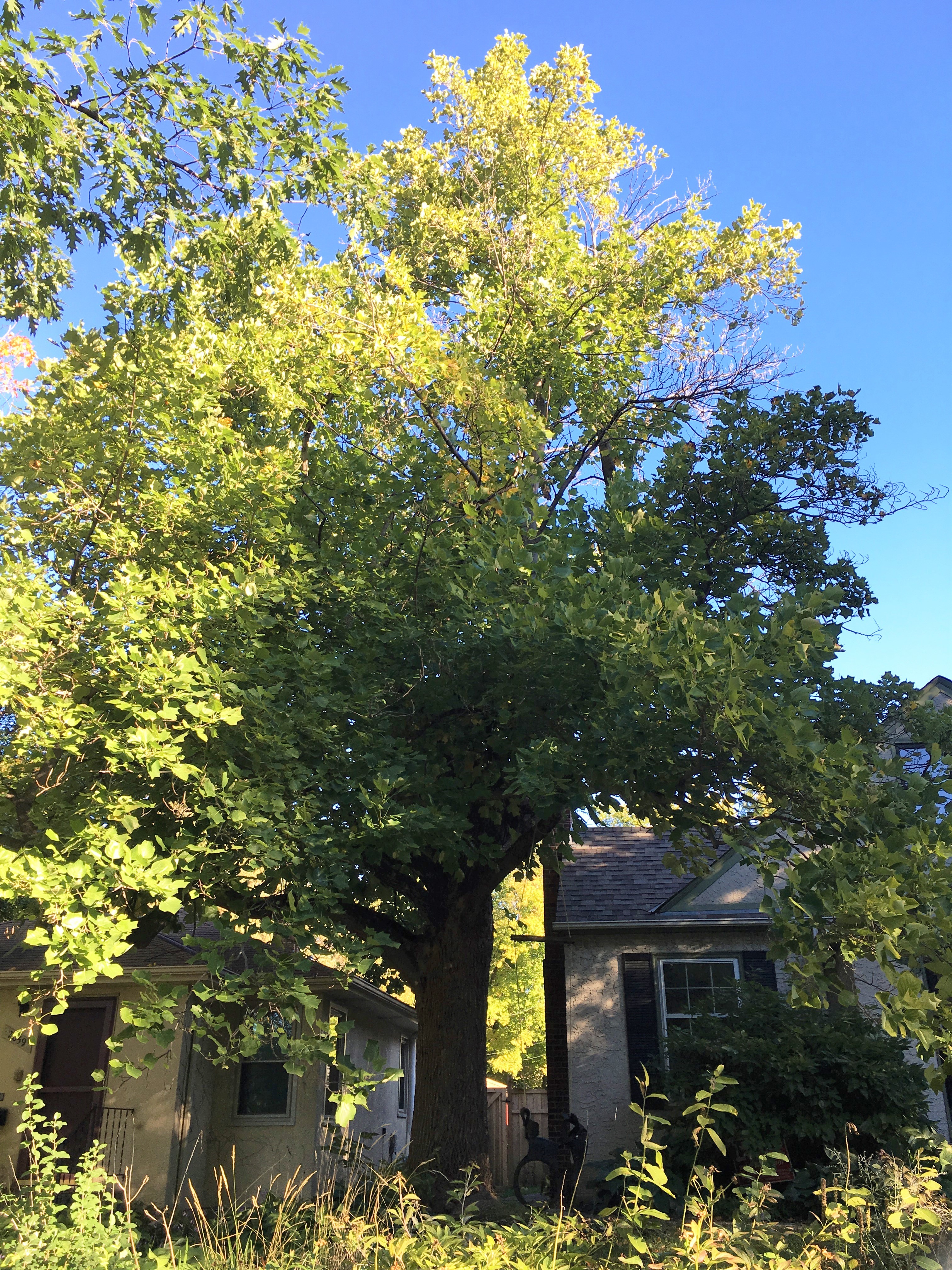 2011 Landmark Tree - Tulip Poplar