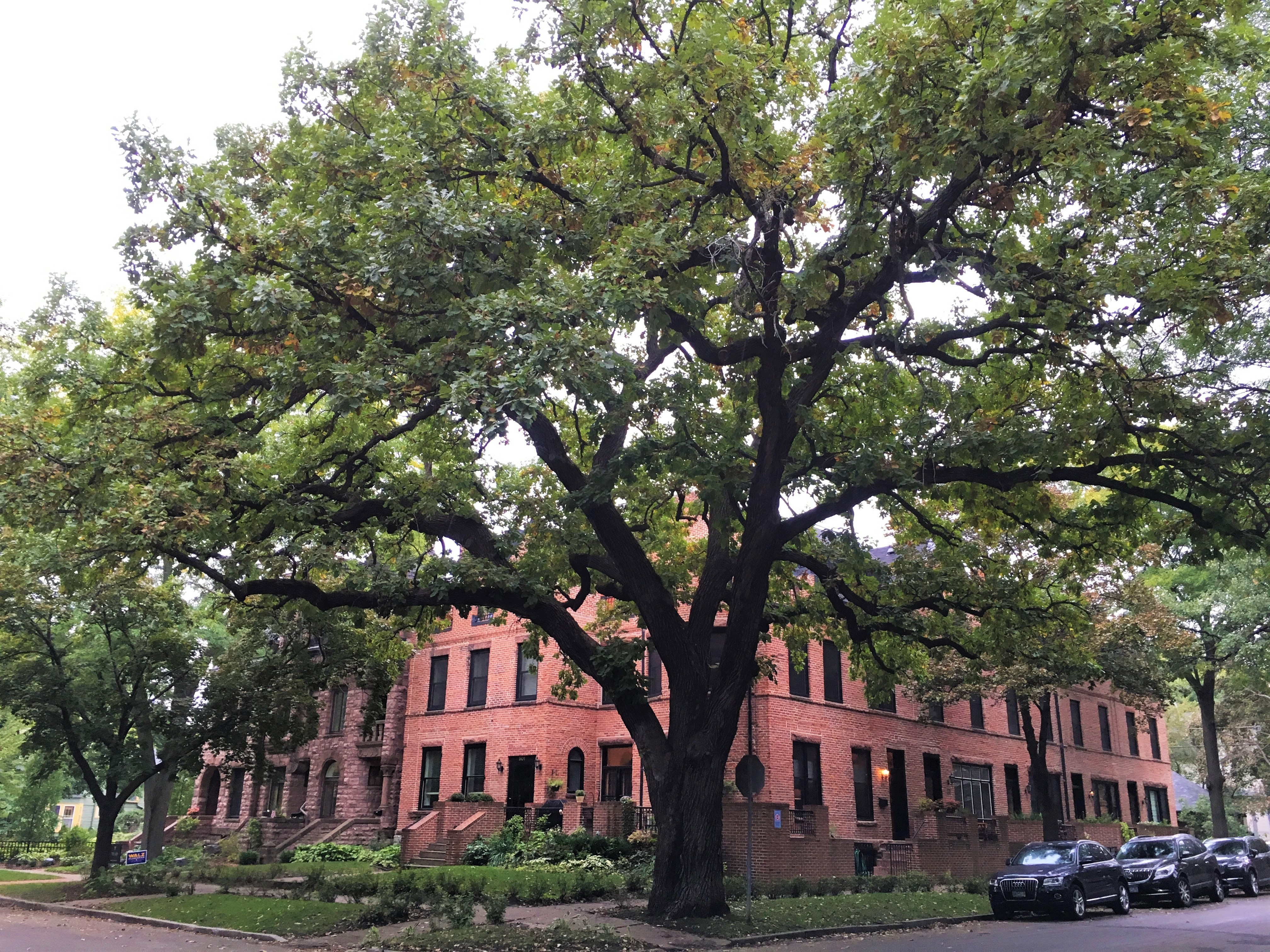 2011 Landmark Tree - Bur Oak