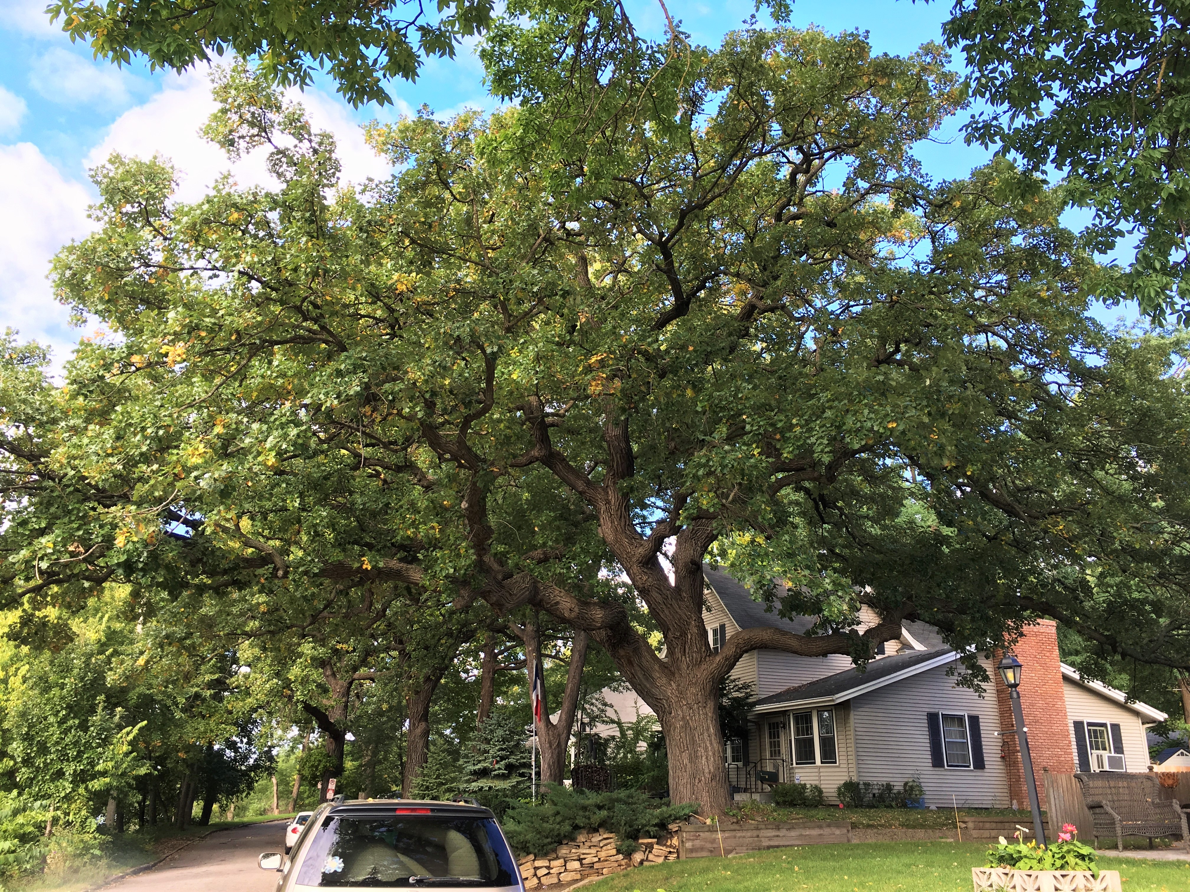 2012 Landmark Tree - Bur Oak