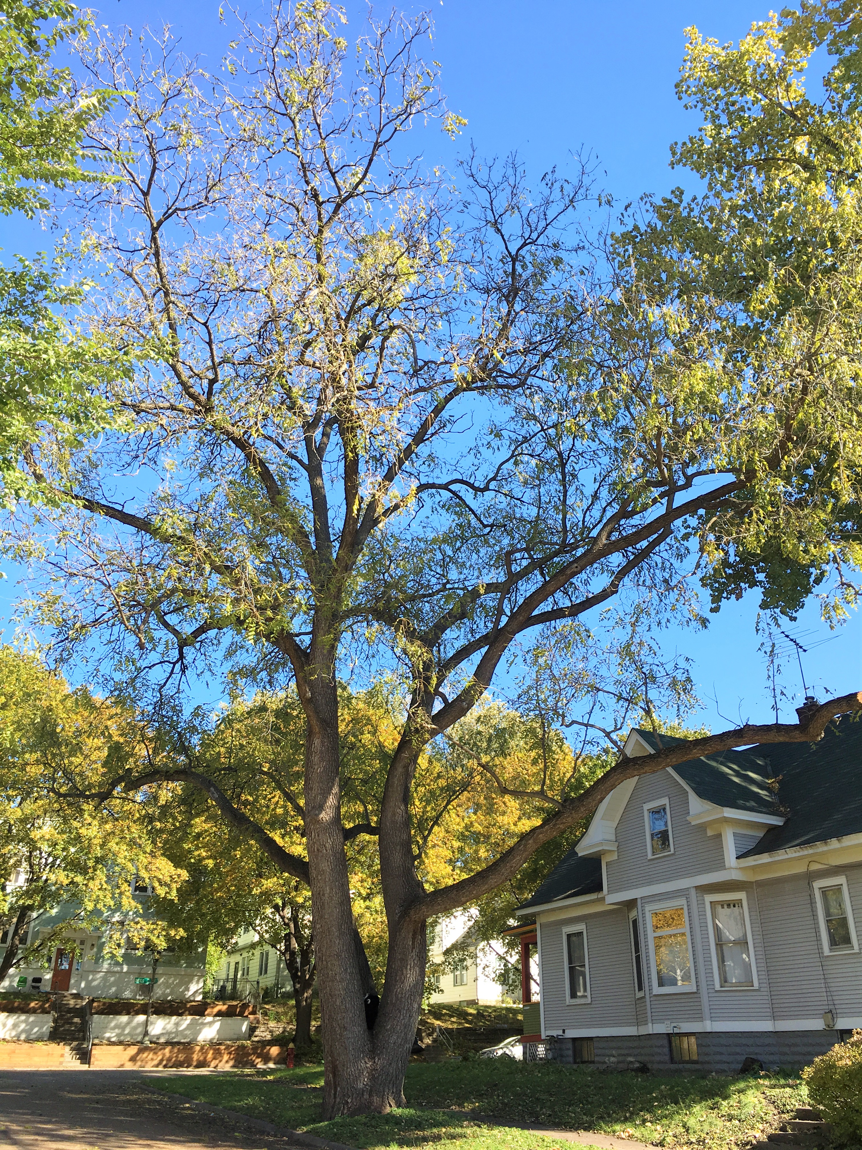 2012 Landmark Tree - Black Walnut