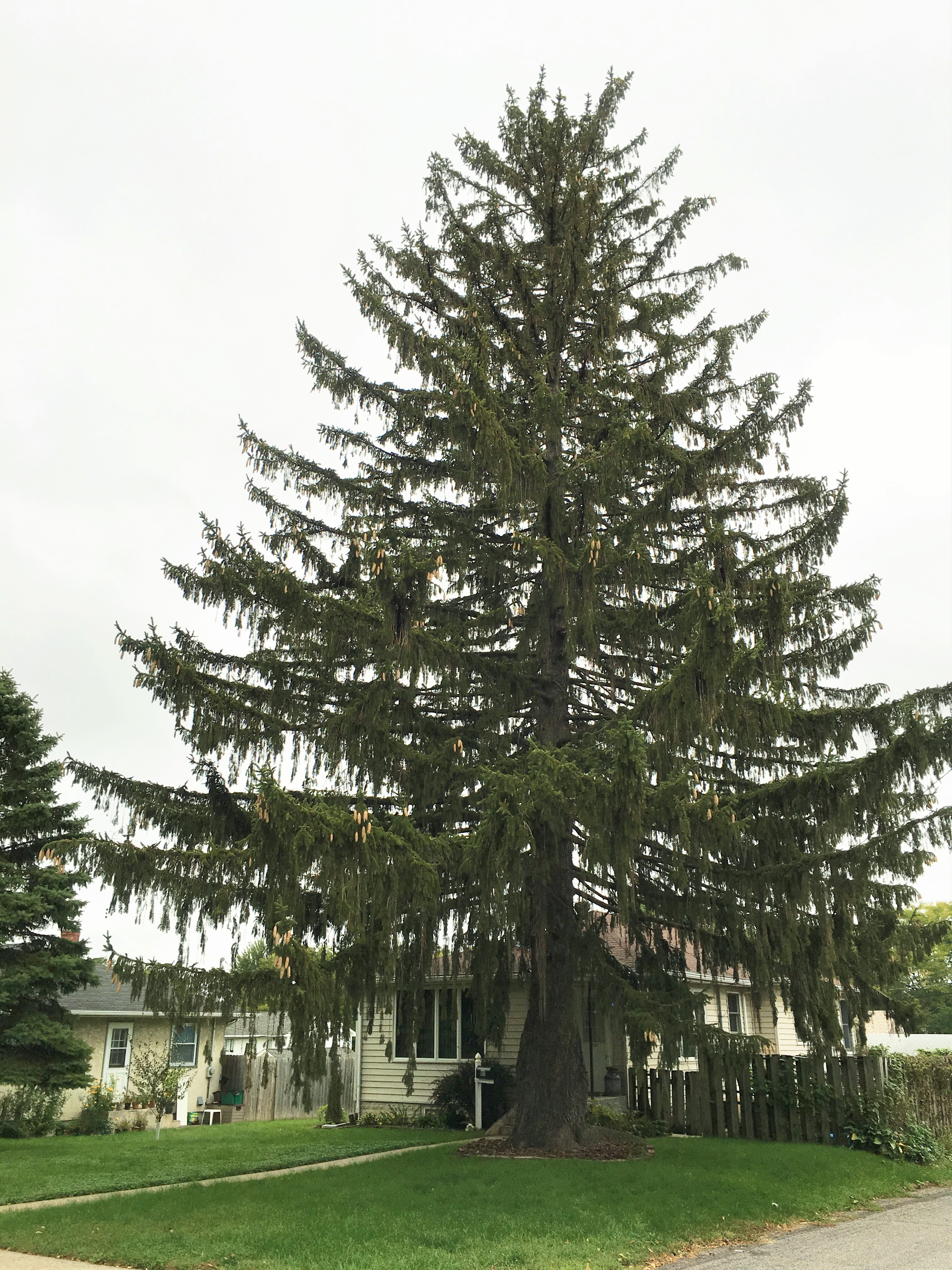 2012 Landmark Tree - Norway Spruce