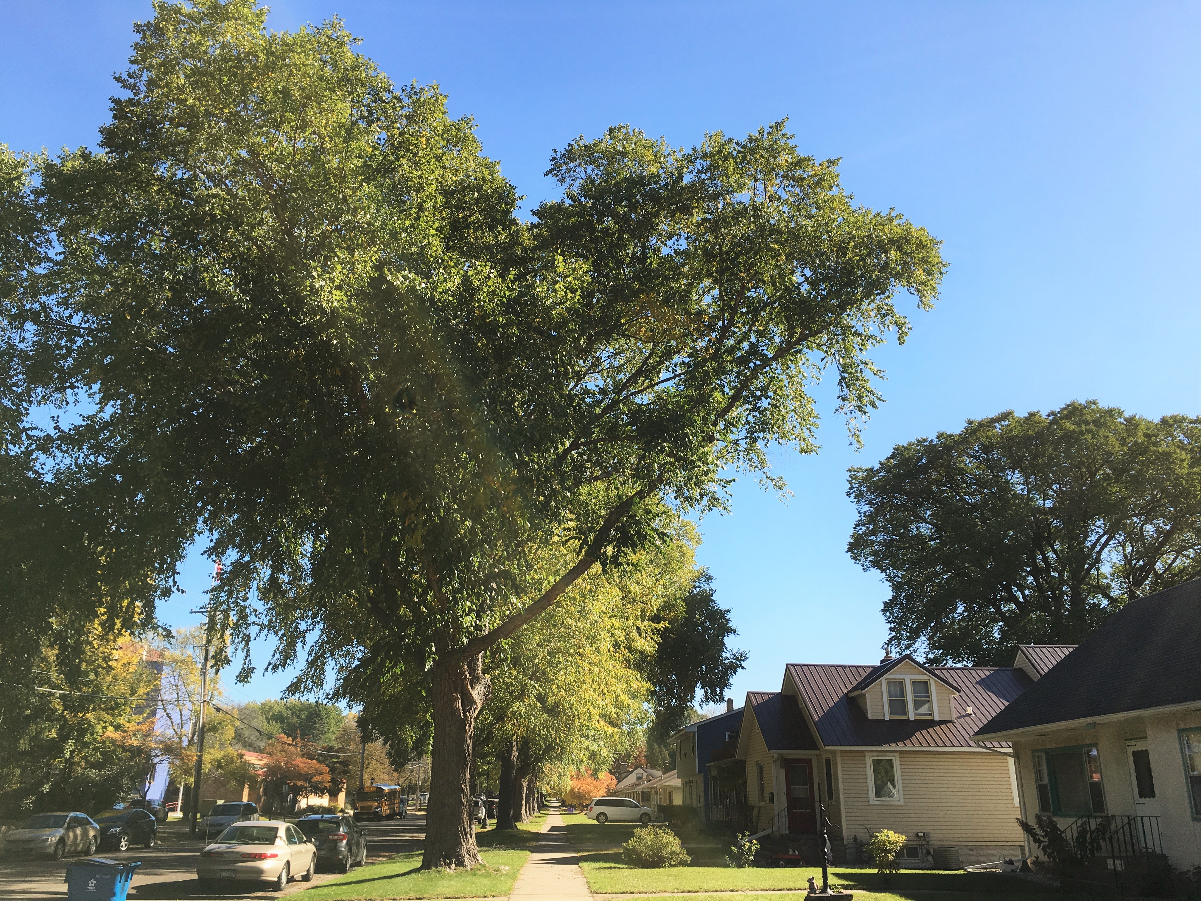 2012 Landmark Tree - River Birch