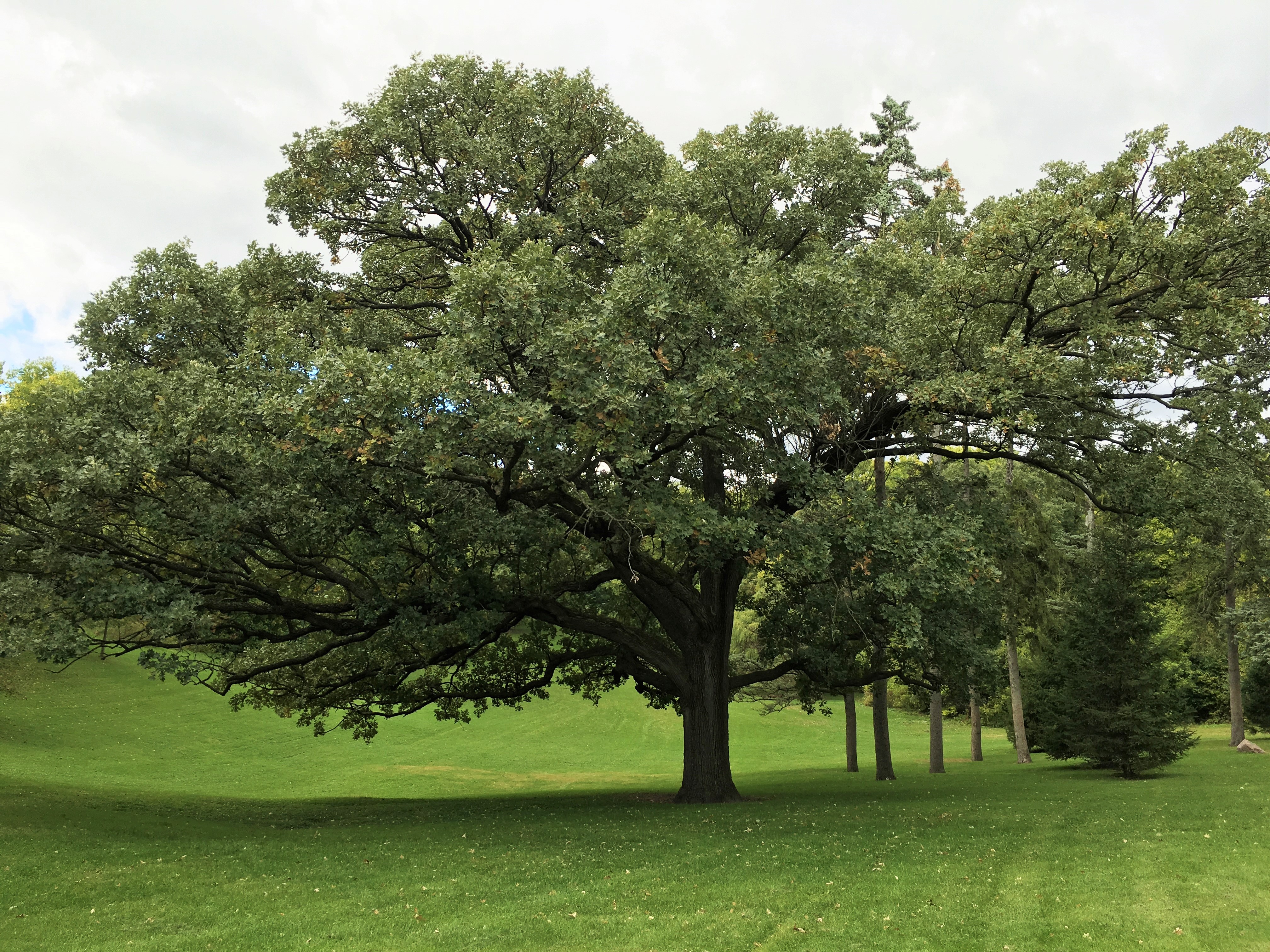 2012 Landmark Tree - Bur Oak