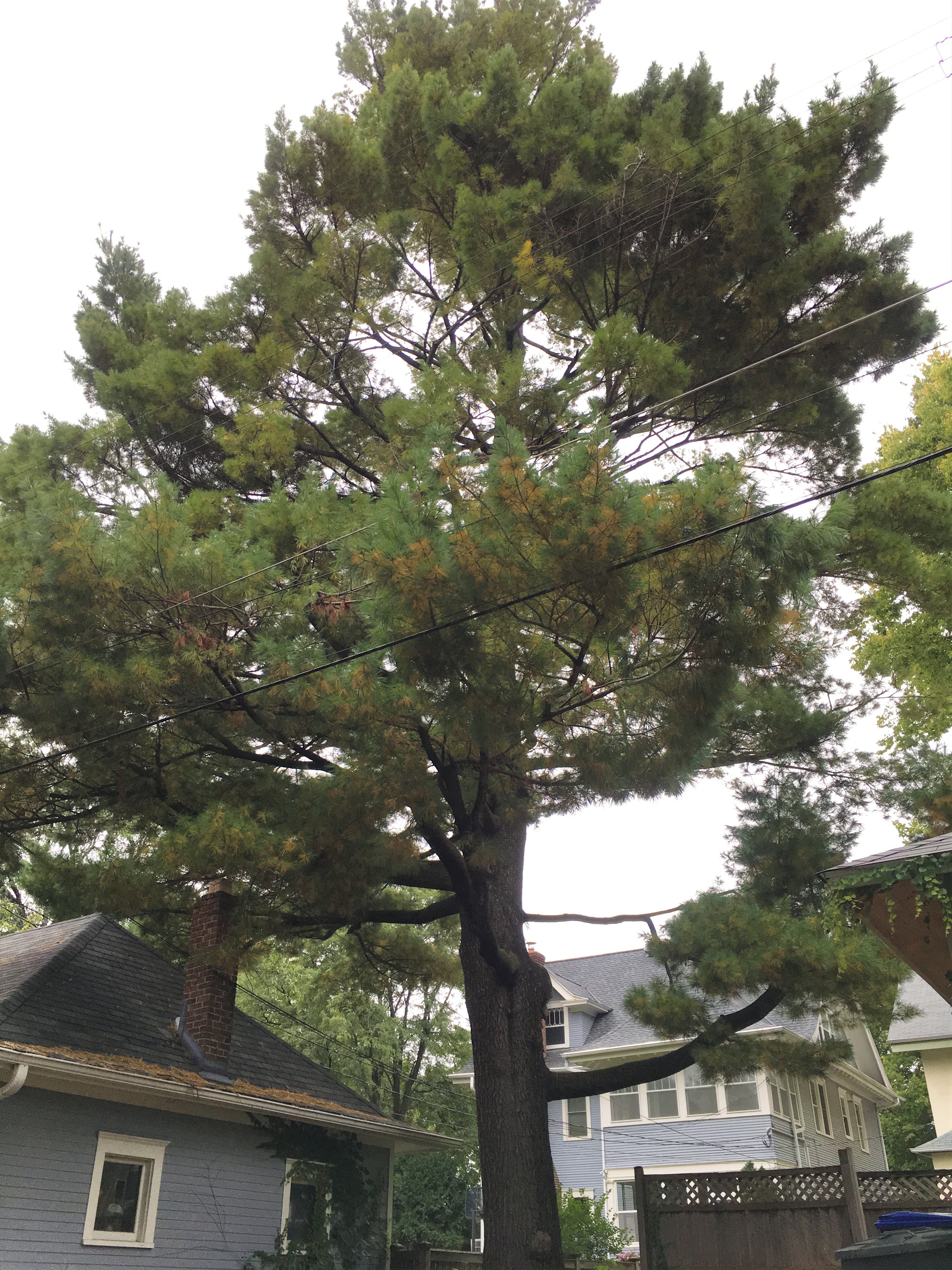 2013 Landmark Tree - White Pine