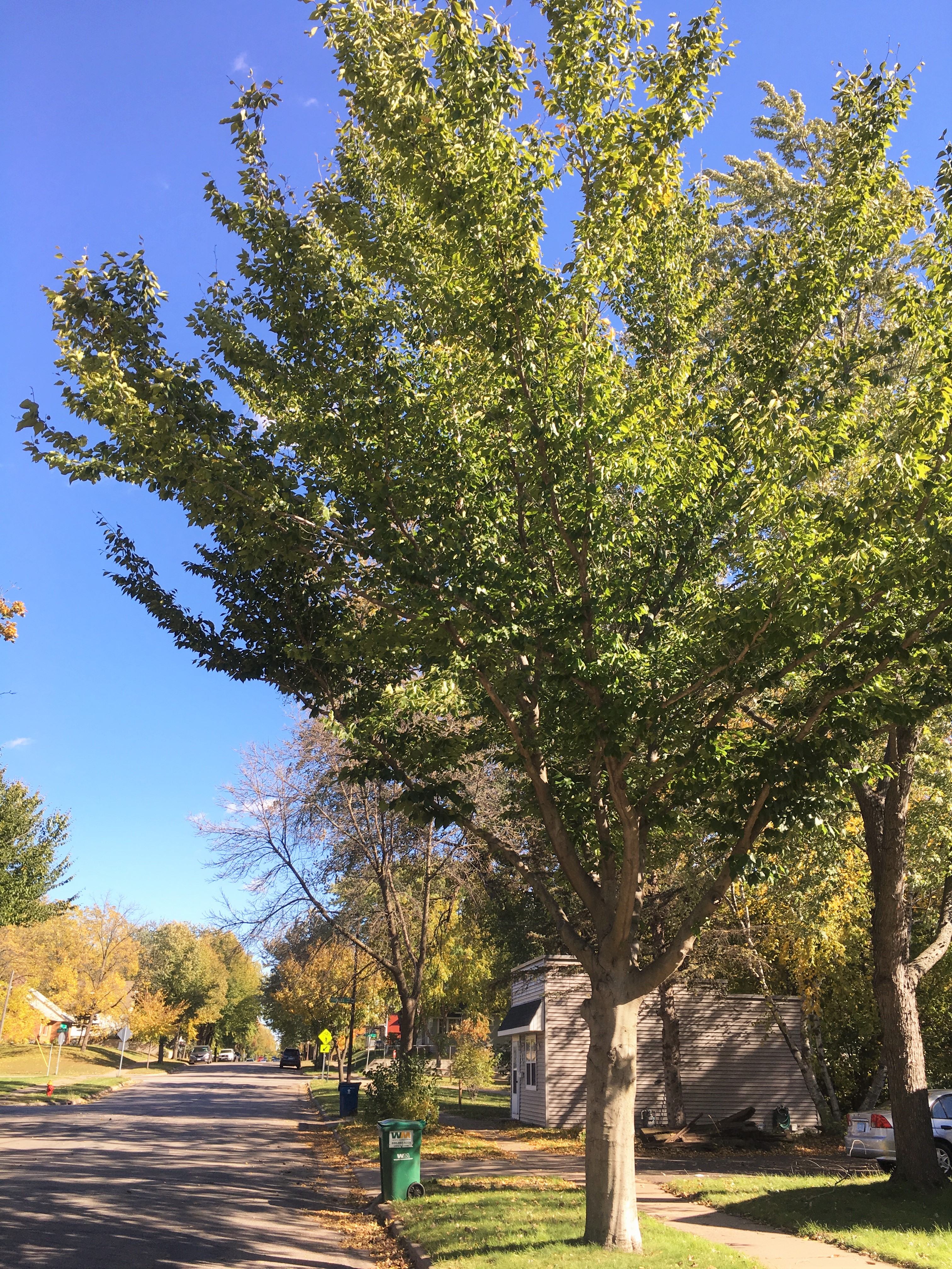 2013 Landmark Tree - American Beech