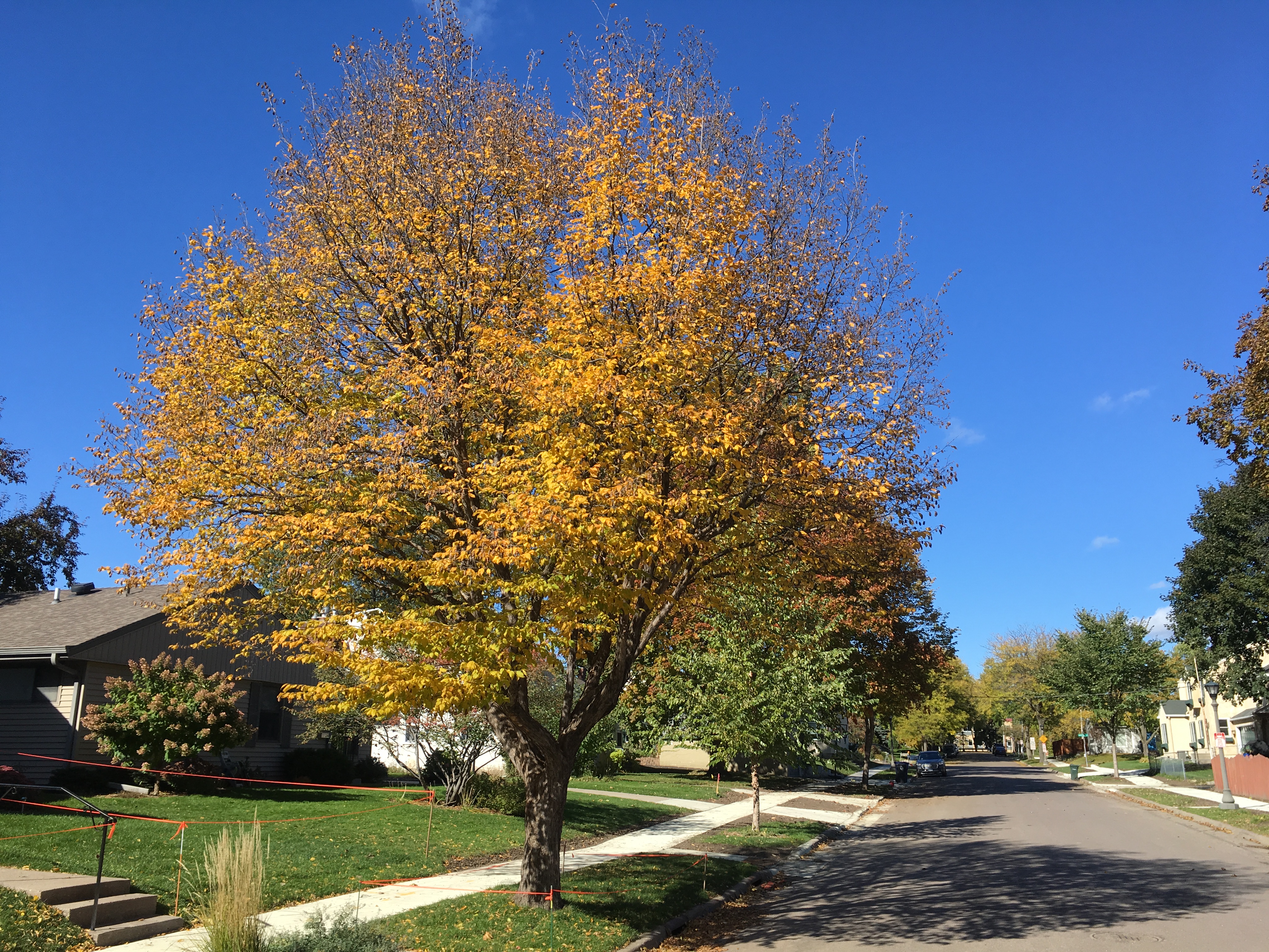 2013 Landmark Tree - Ironwood