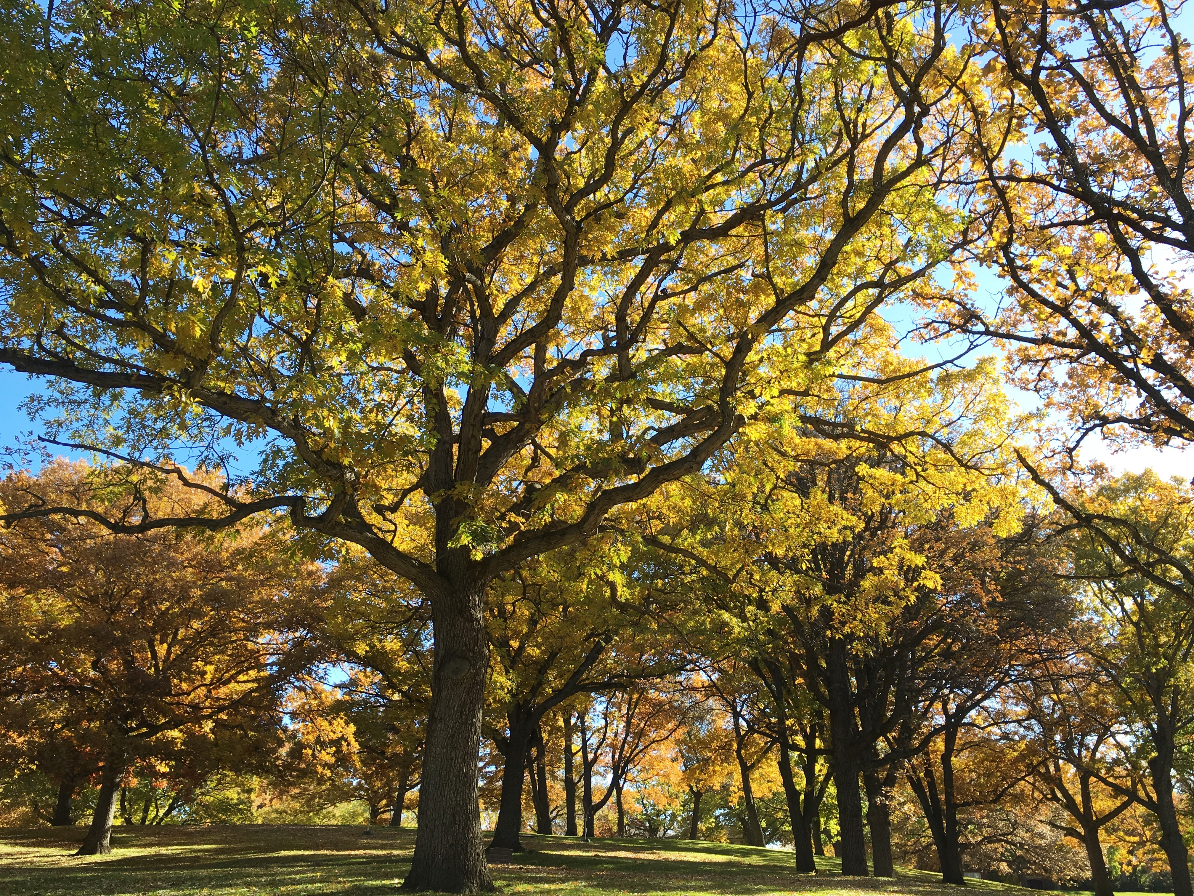 2013 Landmark Tree - White Oak