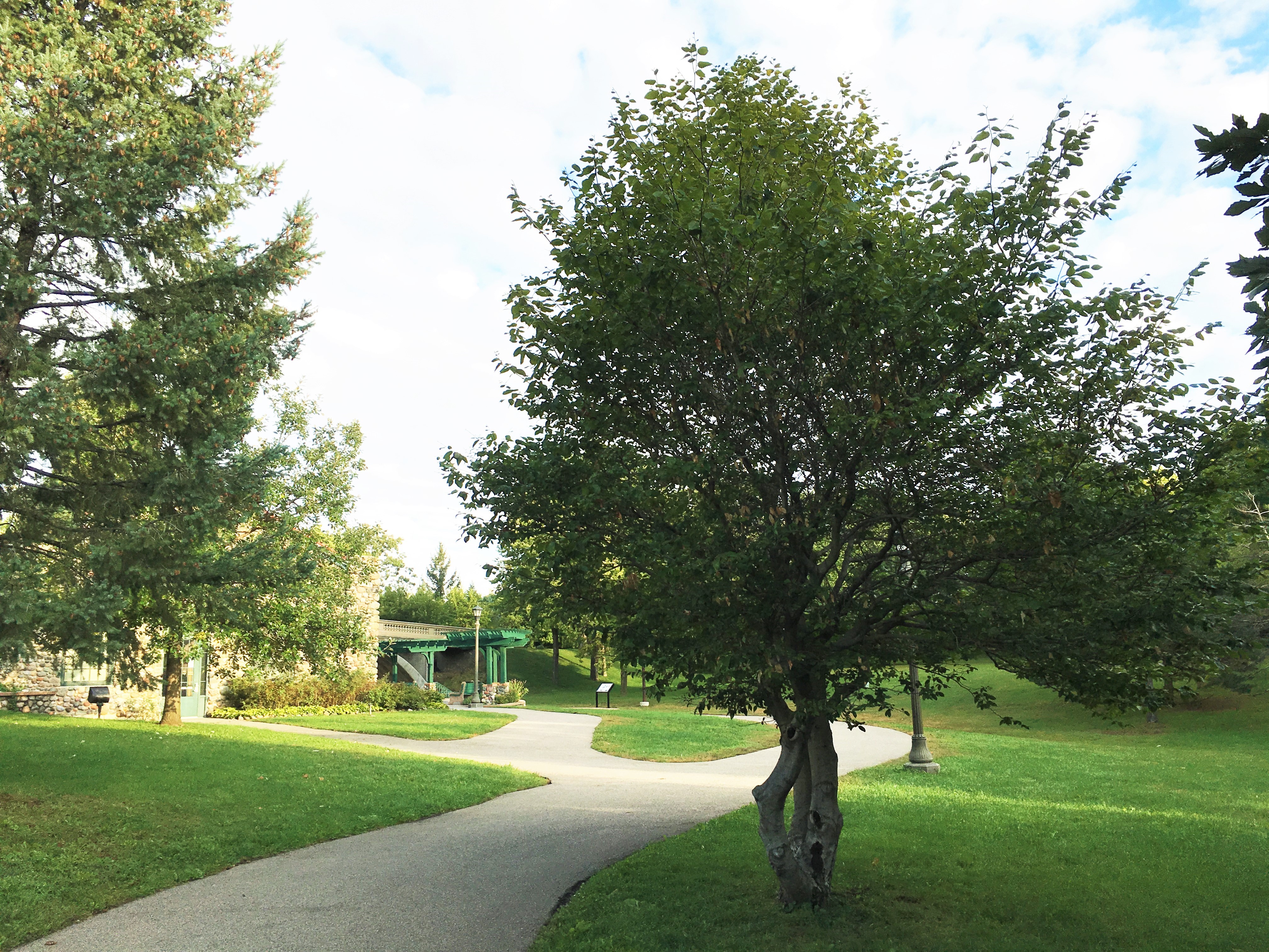 2013 Landmark Tree - Blue Beech