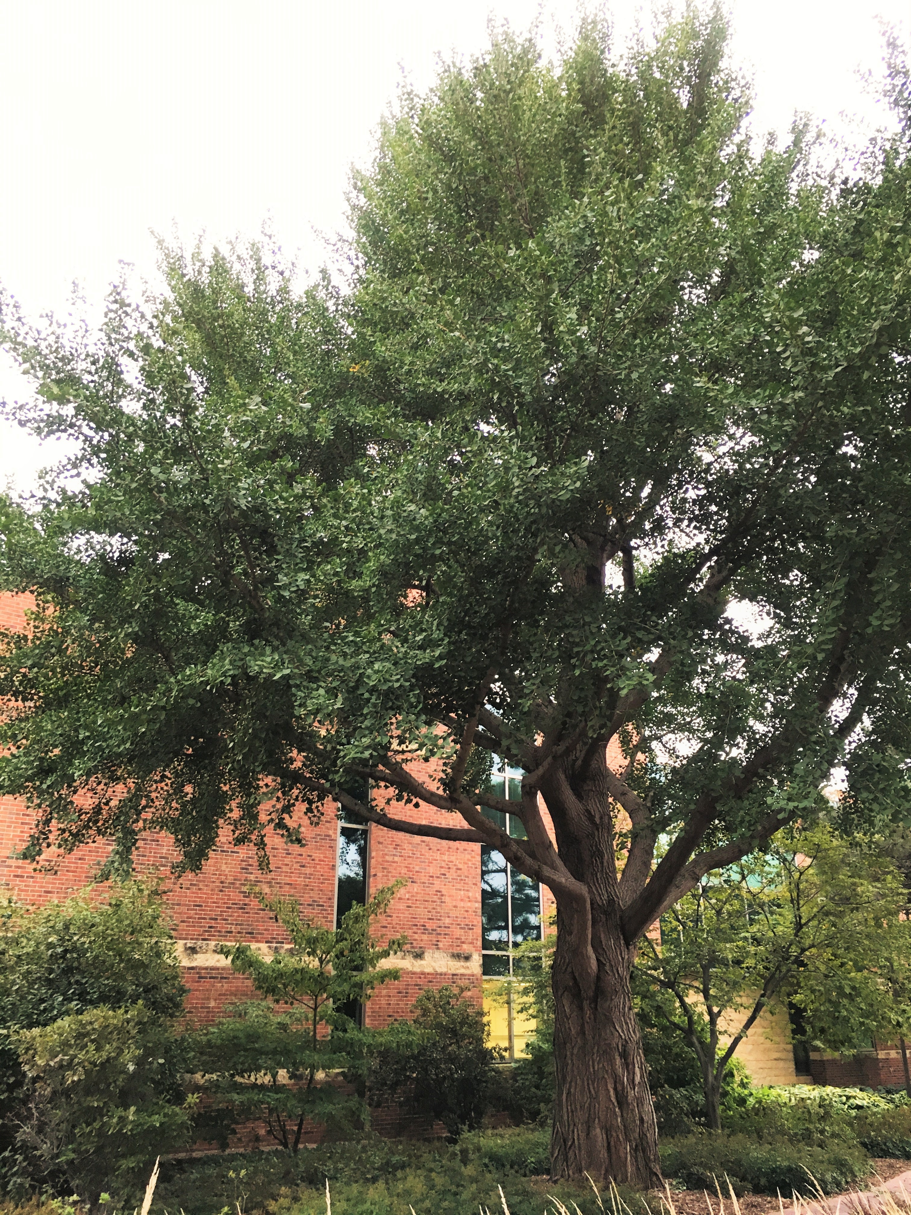 2013 Landmark Tree - Ginkgo