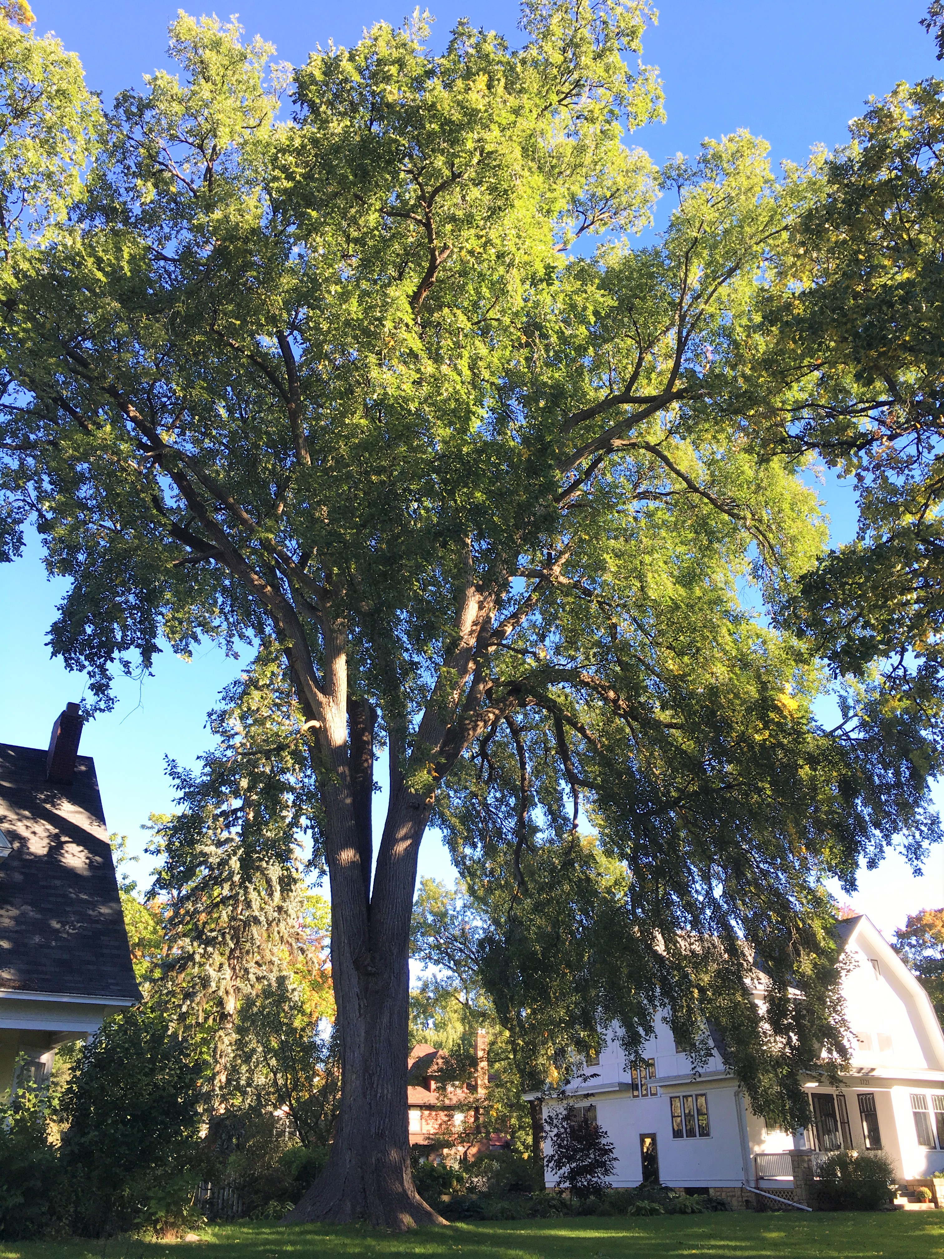 2014 Landmark Tree - American Elm