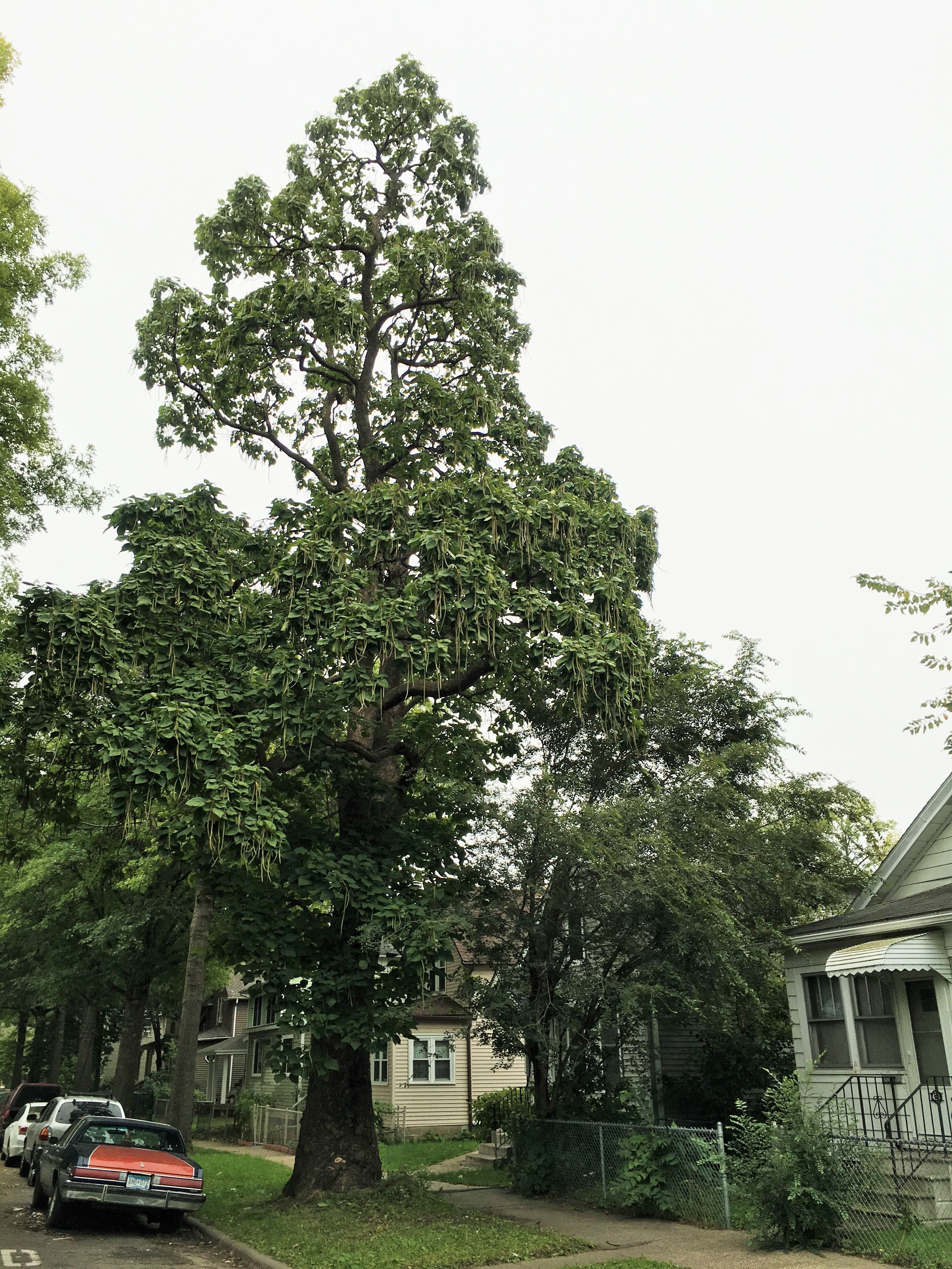 2014 Landmark Tree - Catalpa