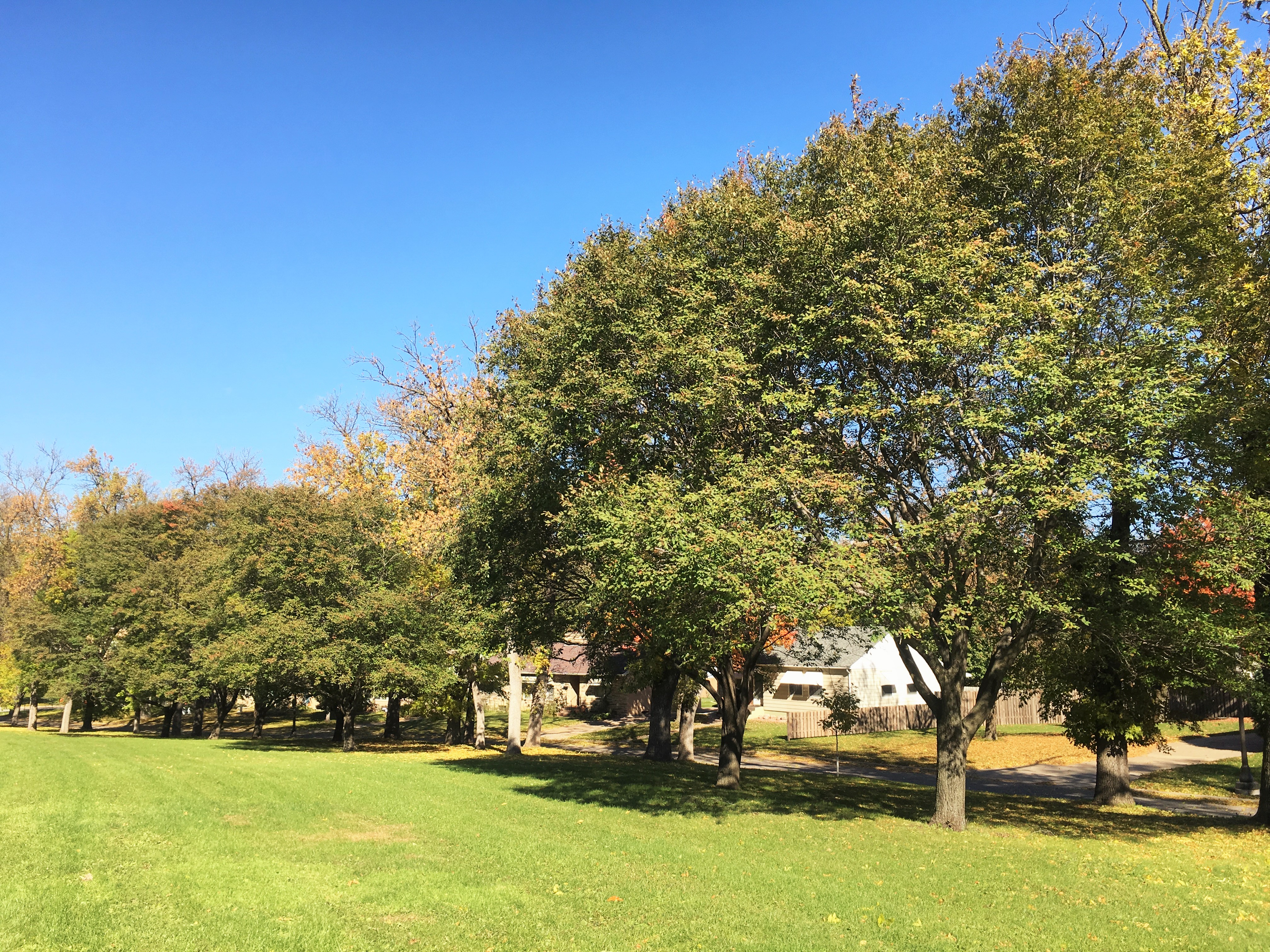 2014 Landmark Tree- Downy Serviceberry